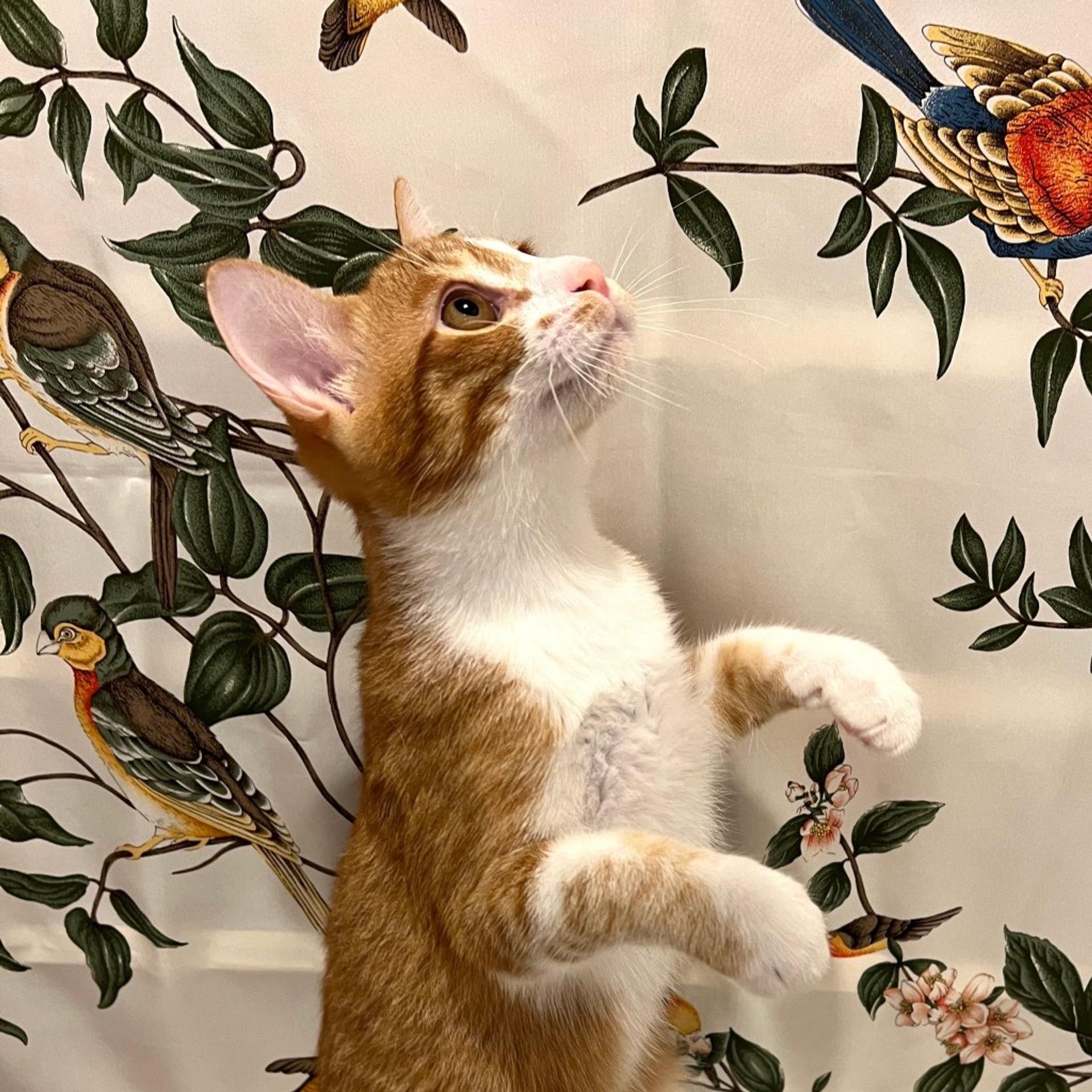 pet-image-3