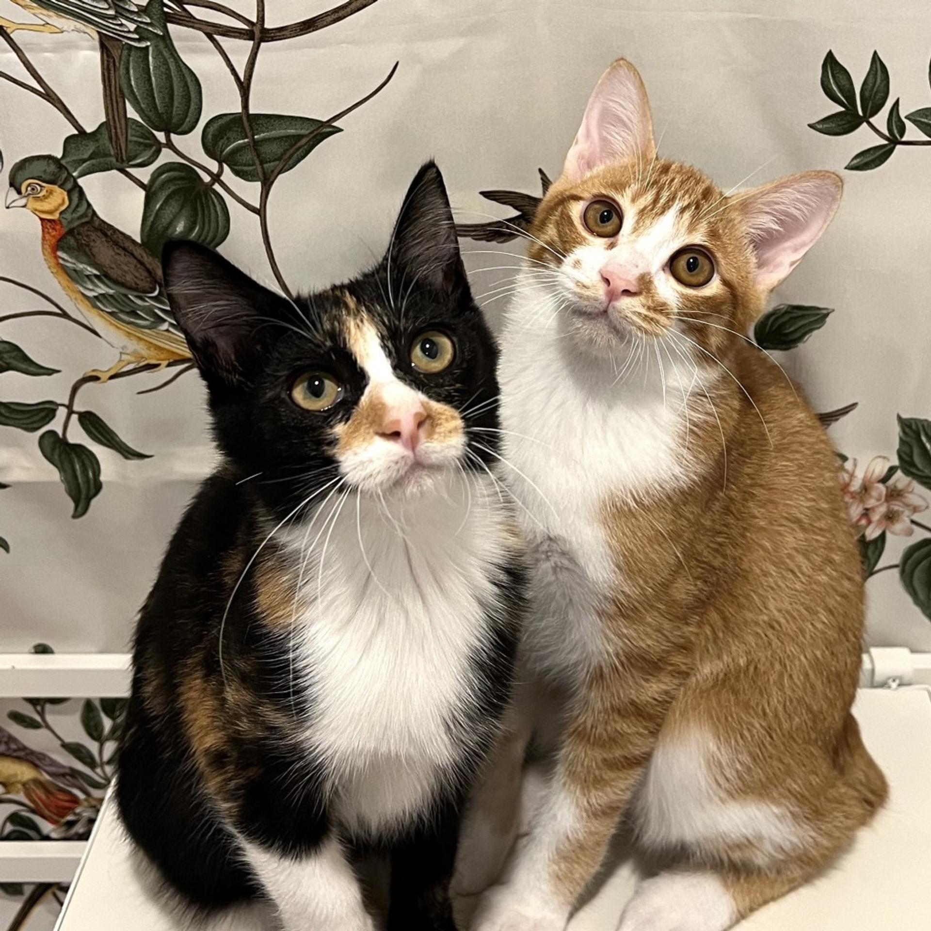 pet-image-7