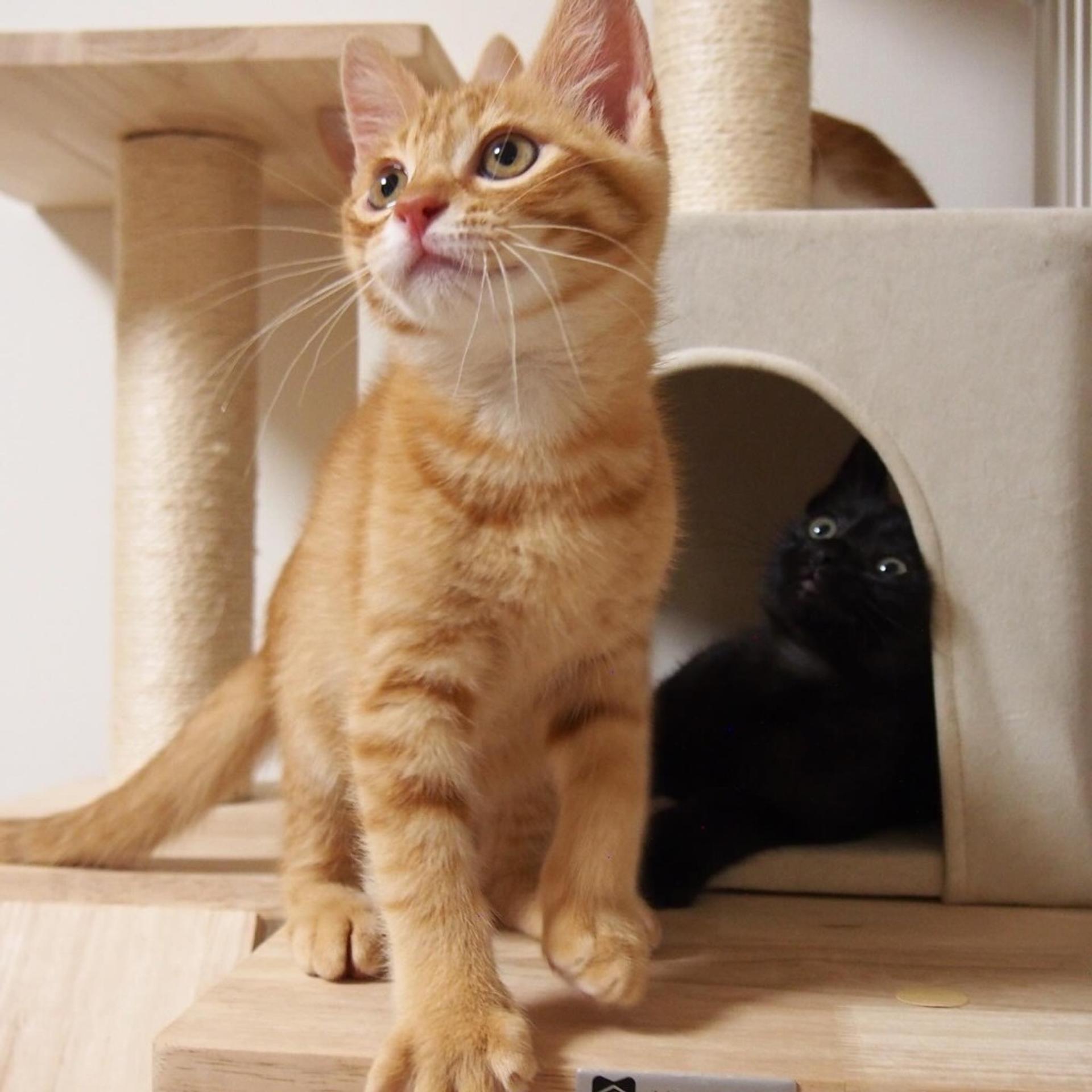 pet-image-9