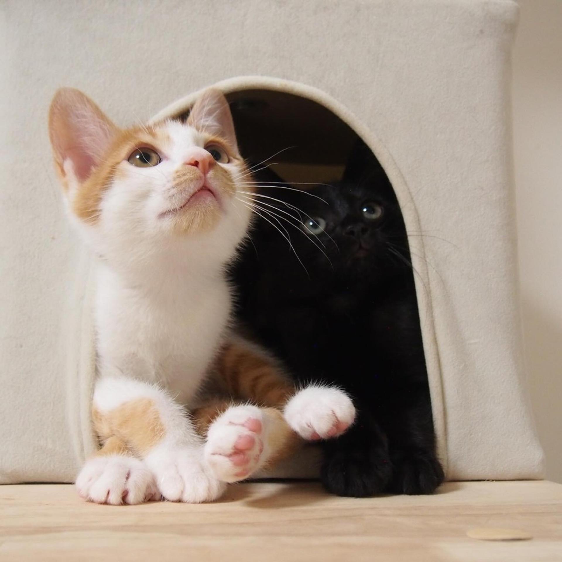 pet-image-5