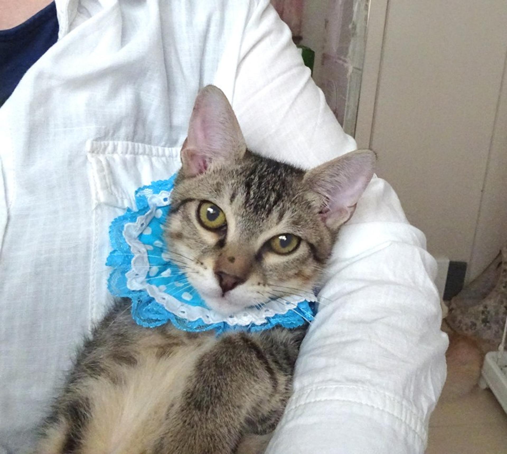 pet-image-4