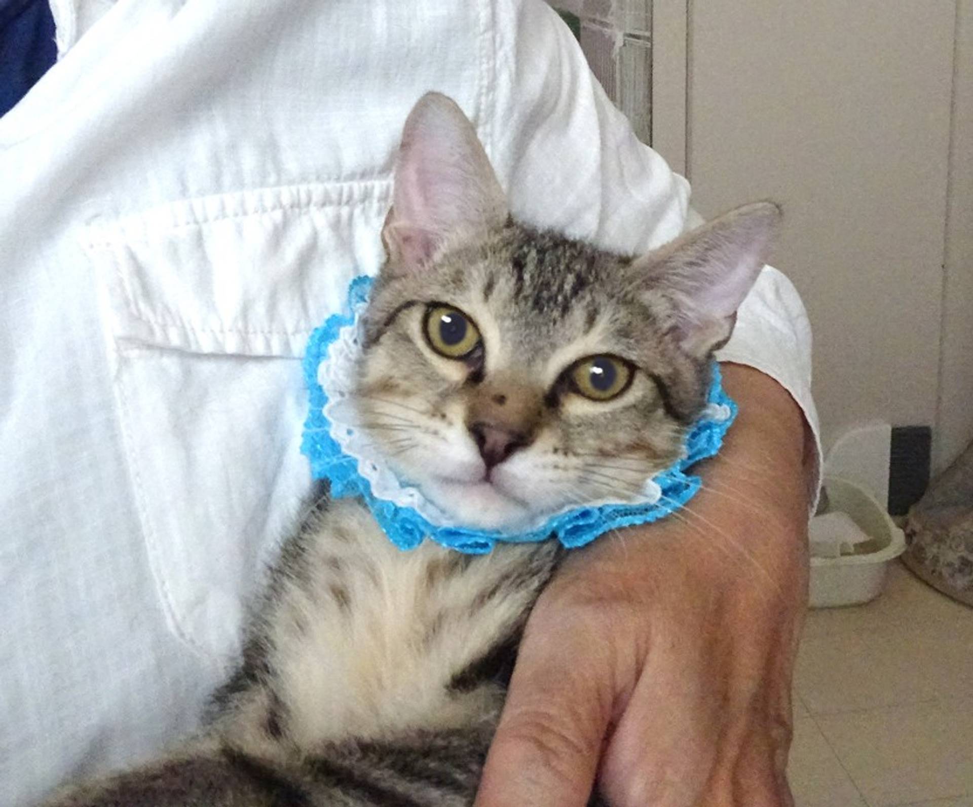 雑種（ミックス猫）・オスの里親募集の写真
