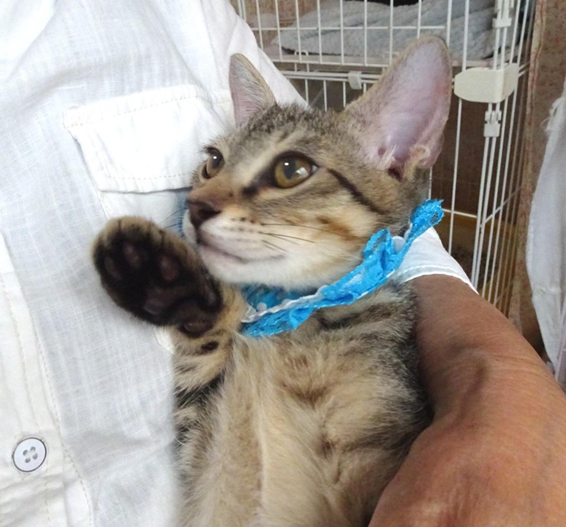pet-image-2