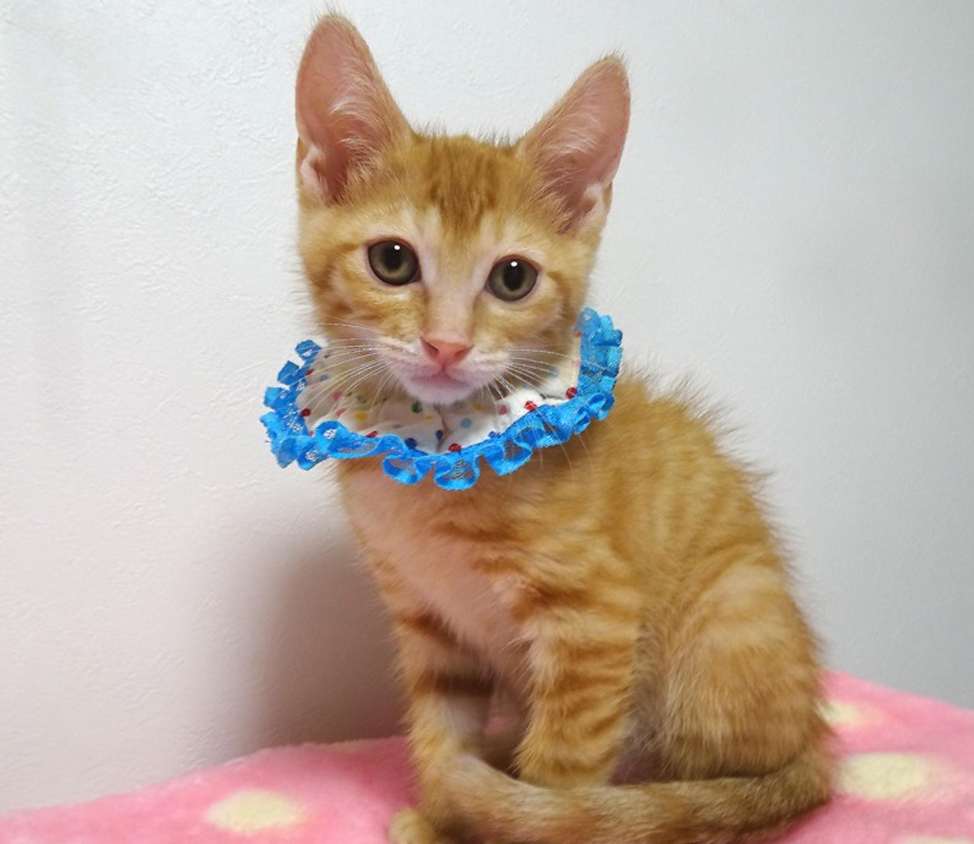 pet-image-3