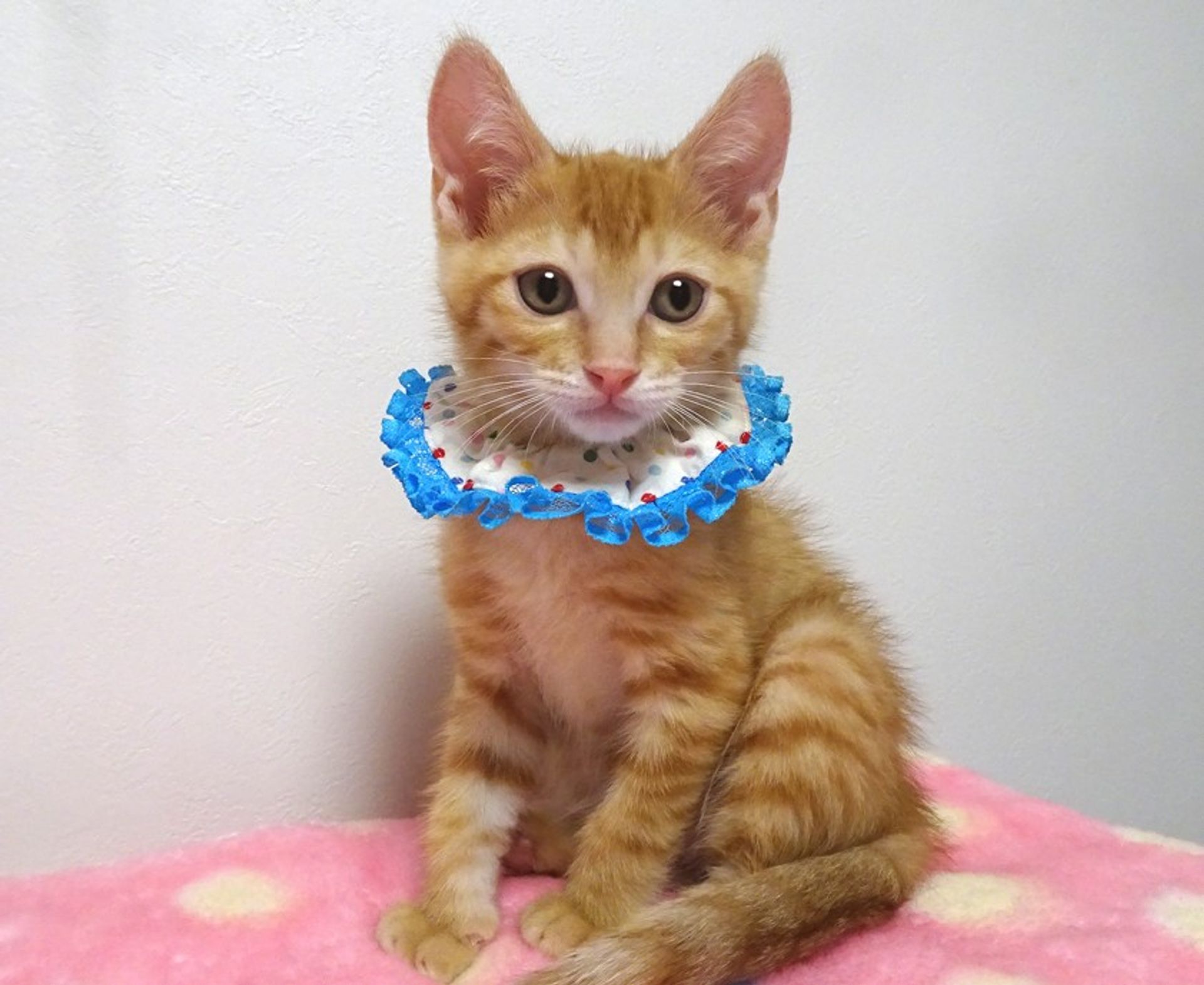 雑種（ミックス猫）・オスの里親募集の写真