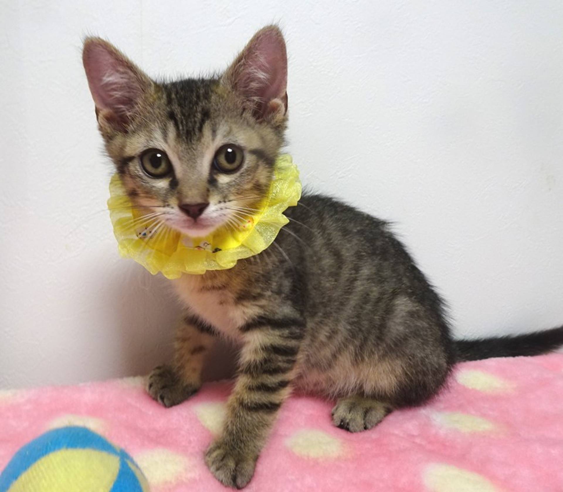 雑種（ミックス猫）・オスの里親募集の写真