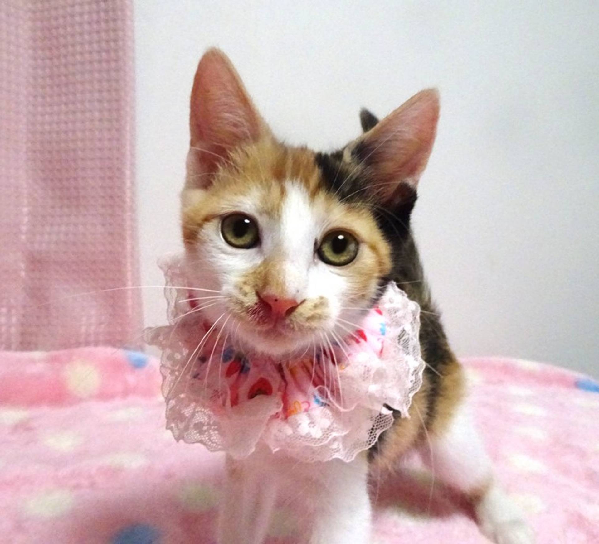 雑種（ミックス猫）・メスの里親募集の写真
