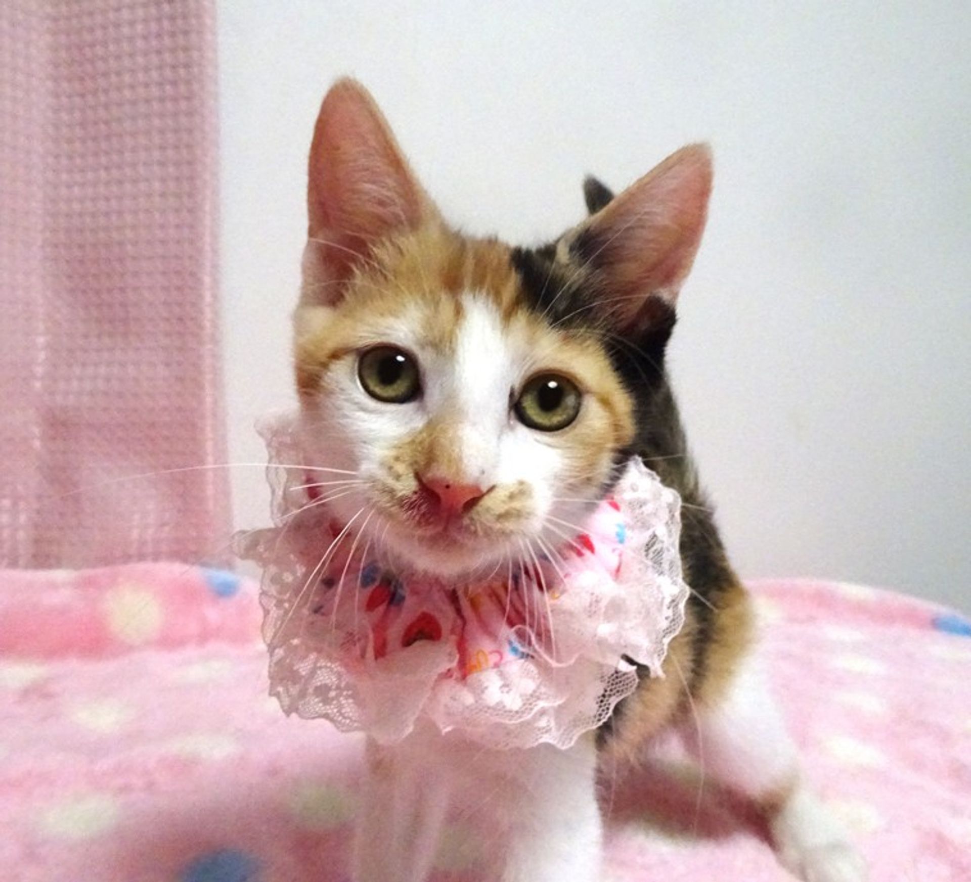 雑種（ミックス猫）・メスの里親募集の写真