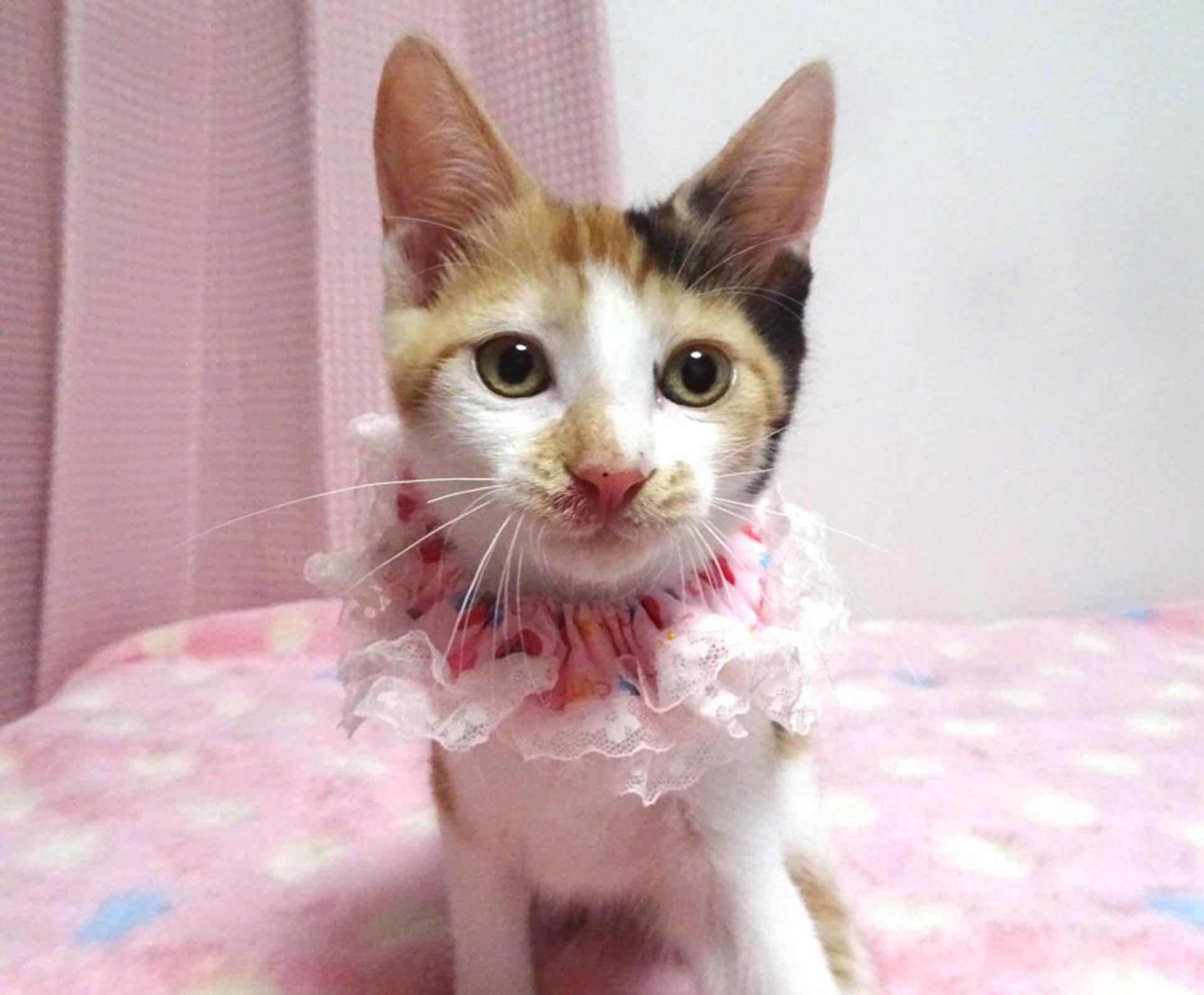 pet-image-2
