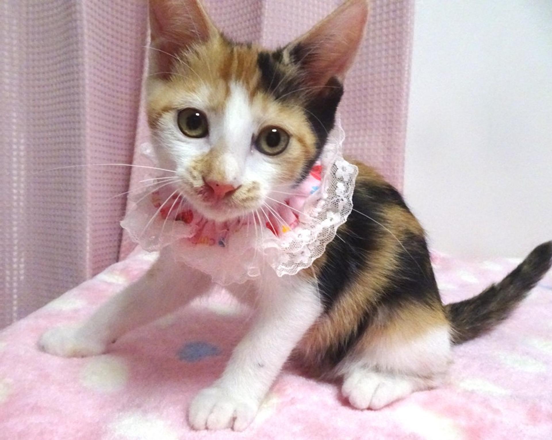 pet-image-3
