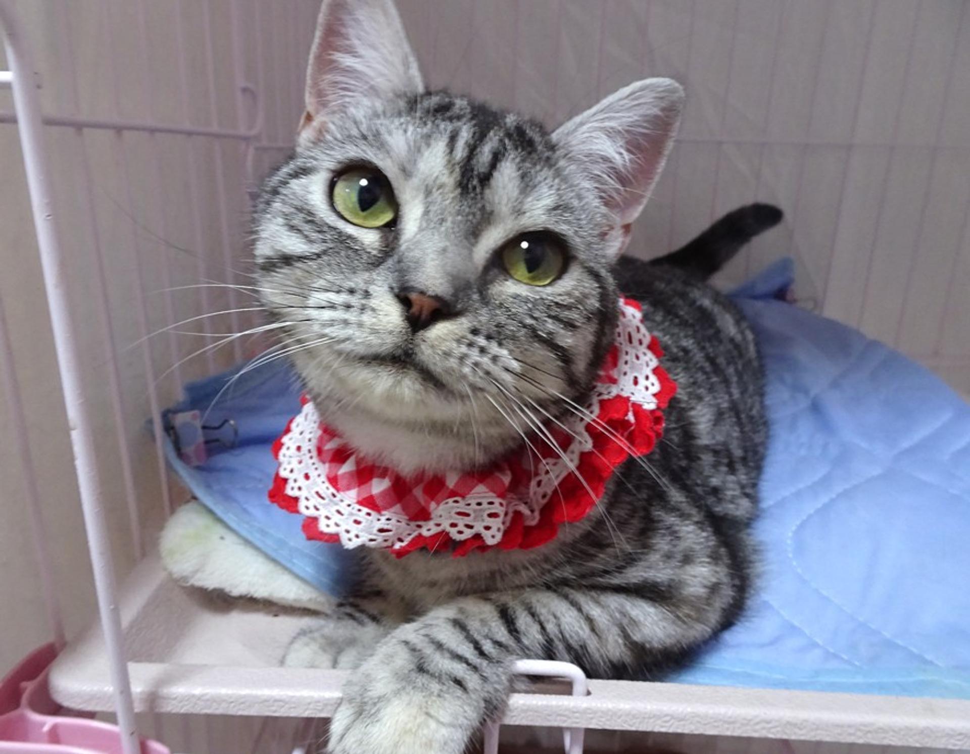pet-image-3