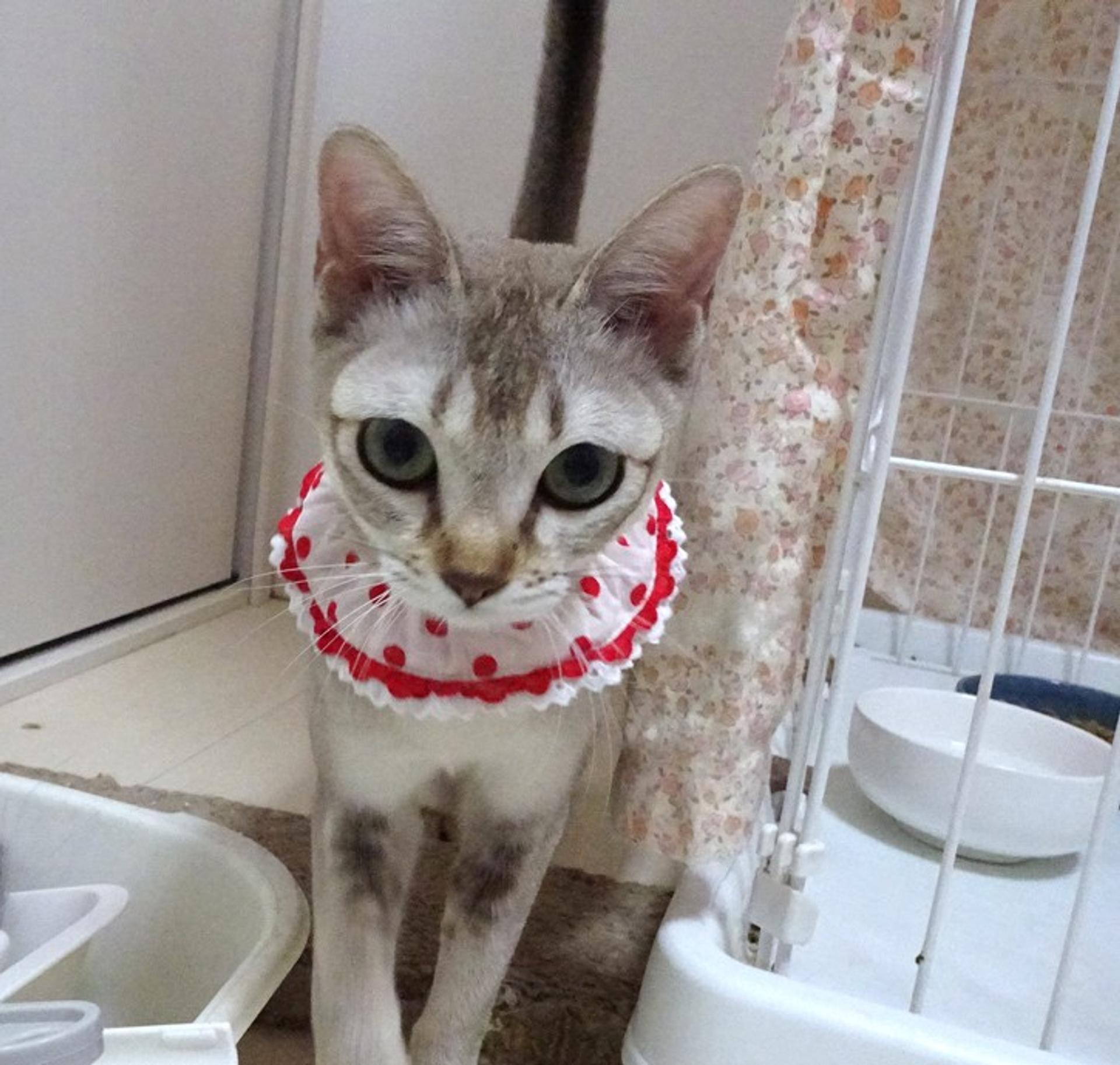 pet-image-3