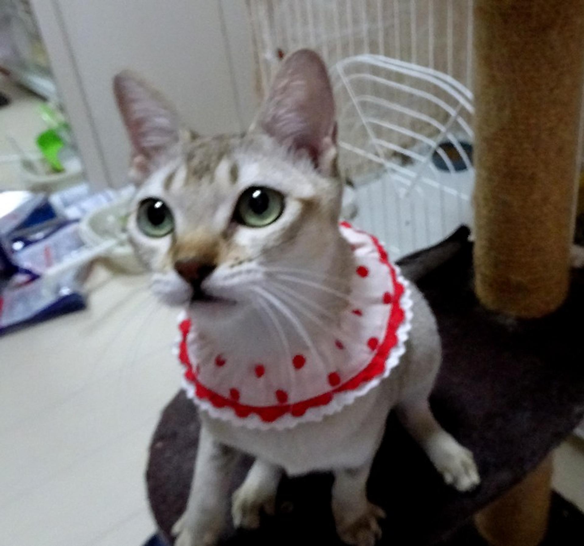 pet-image-4
