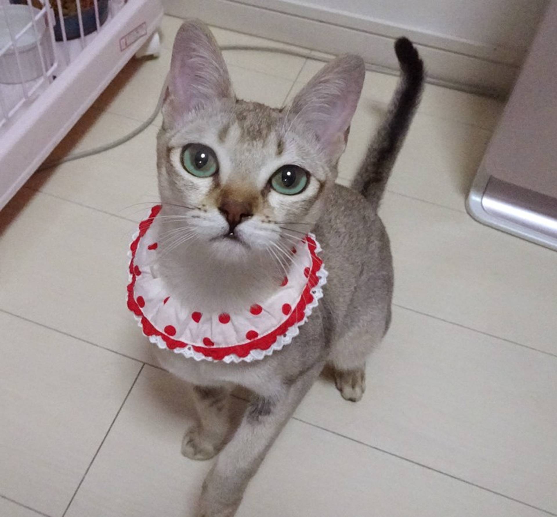 シンガプーラ・メスの里親募集の写真