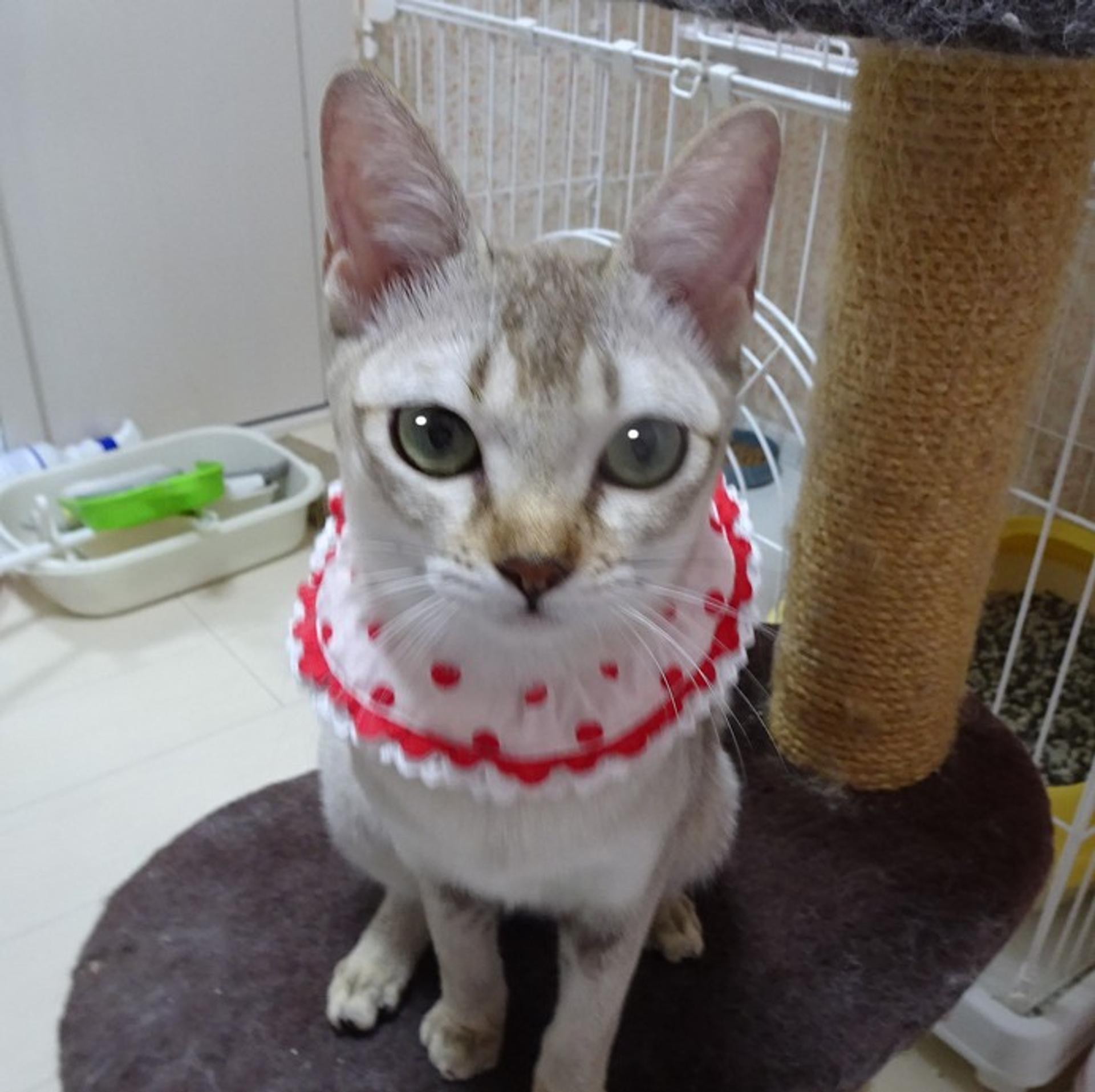 pet-image-2