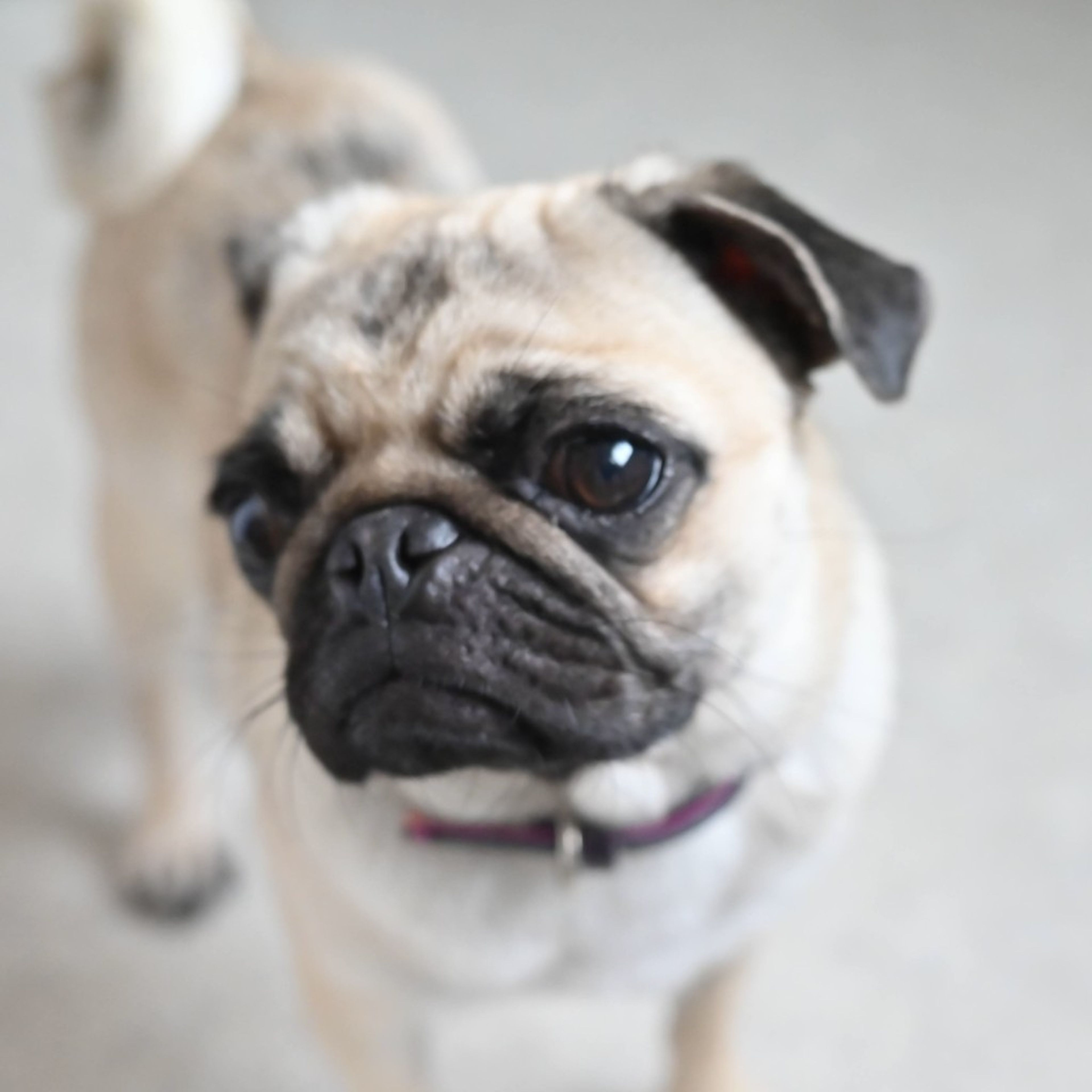 pet-image-6