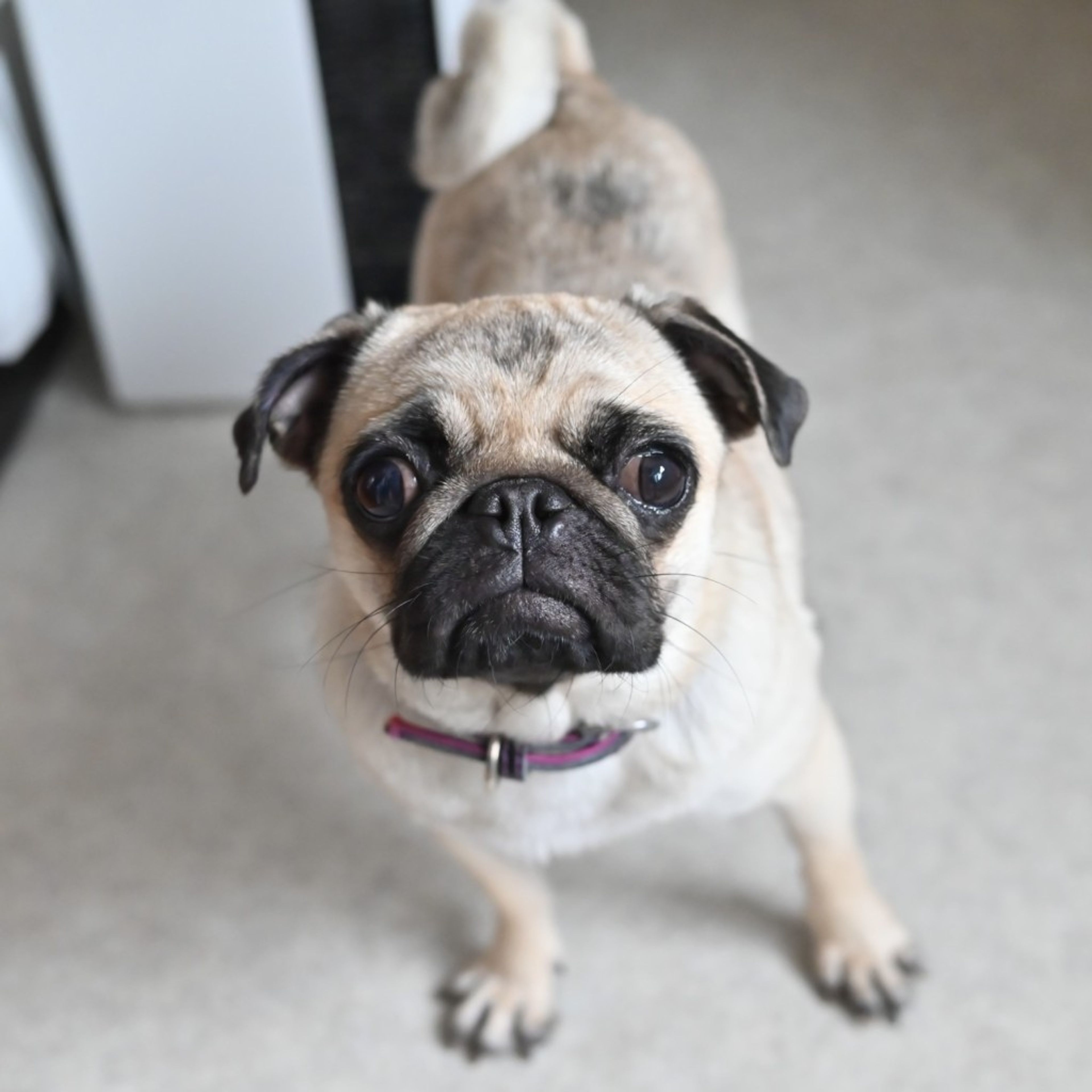 pet-image-7