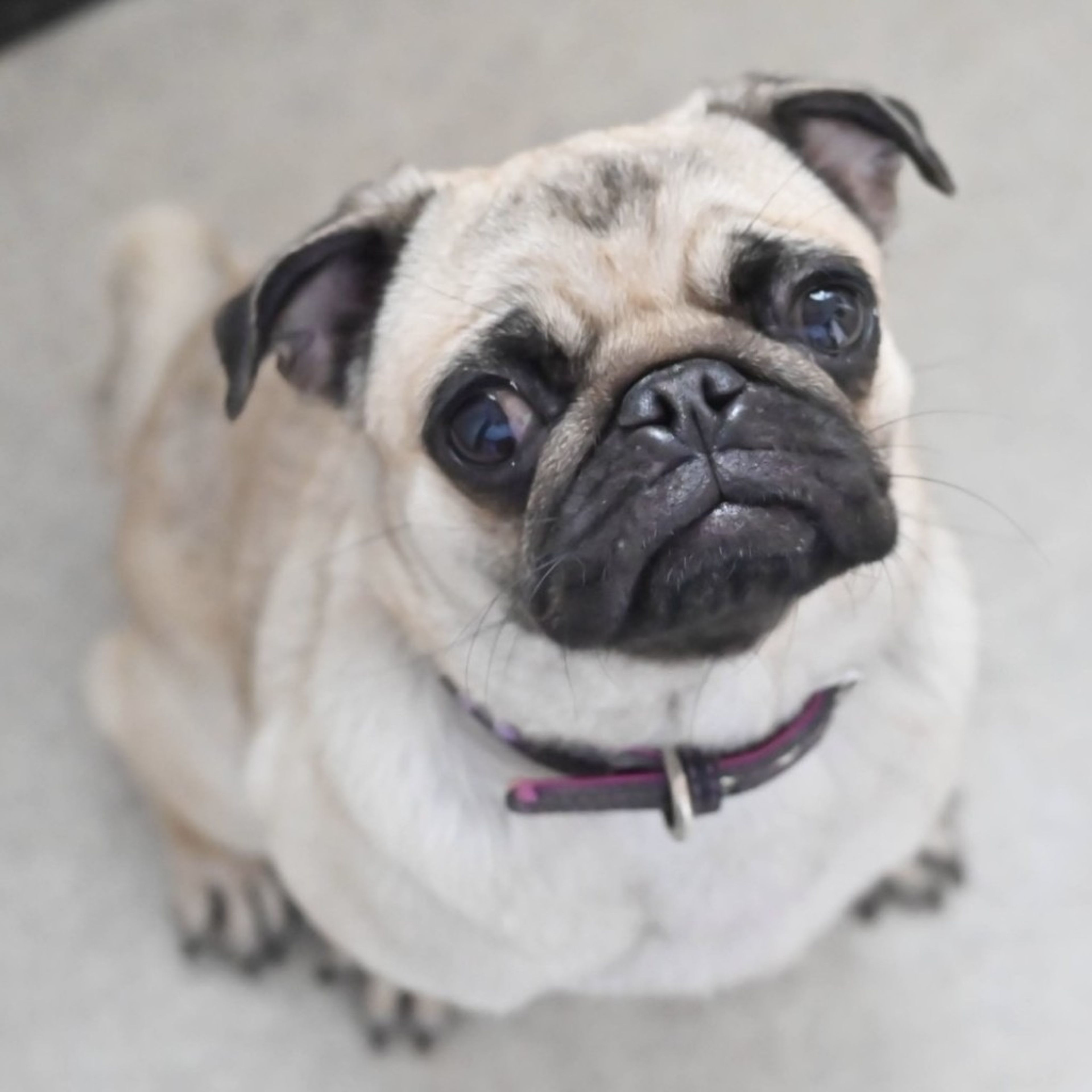 pet-image-3