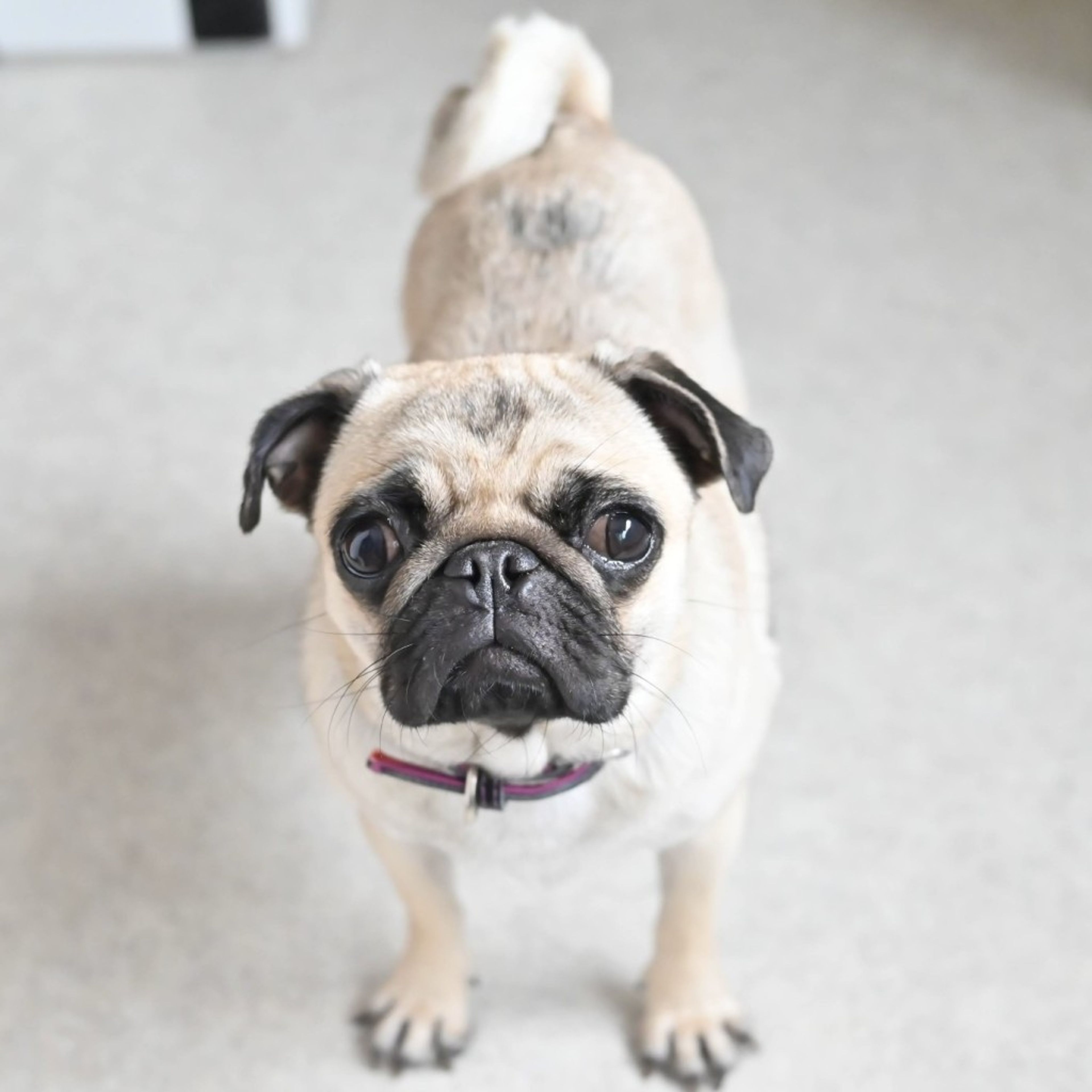 pet-image-4