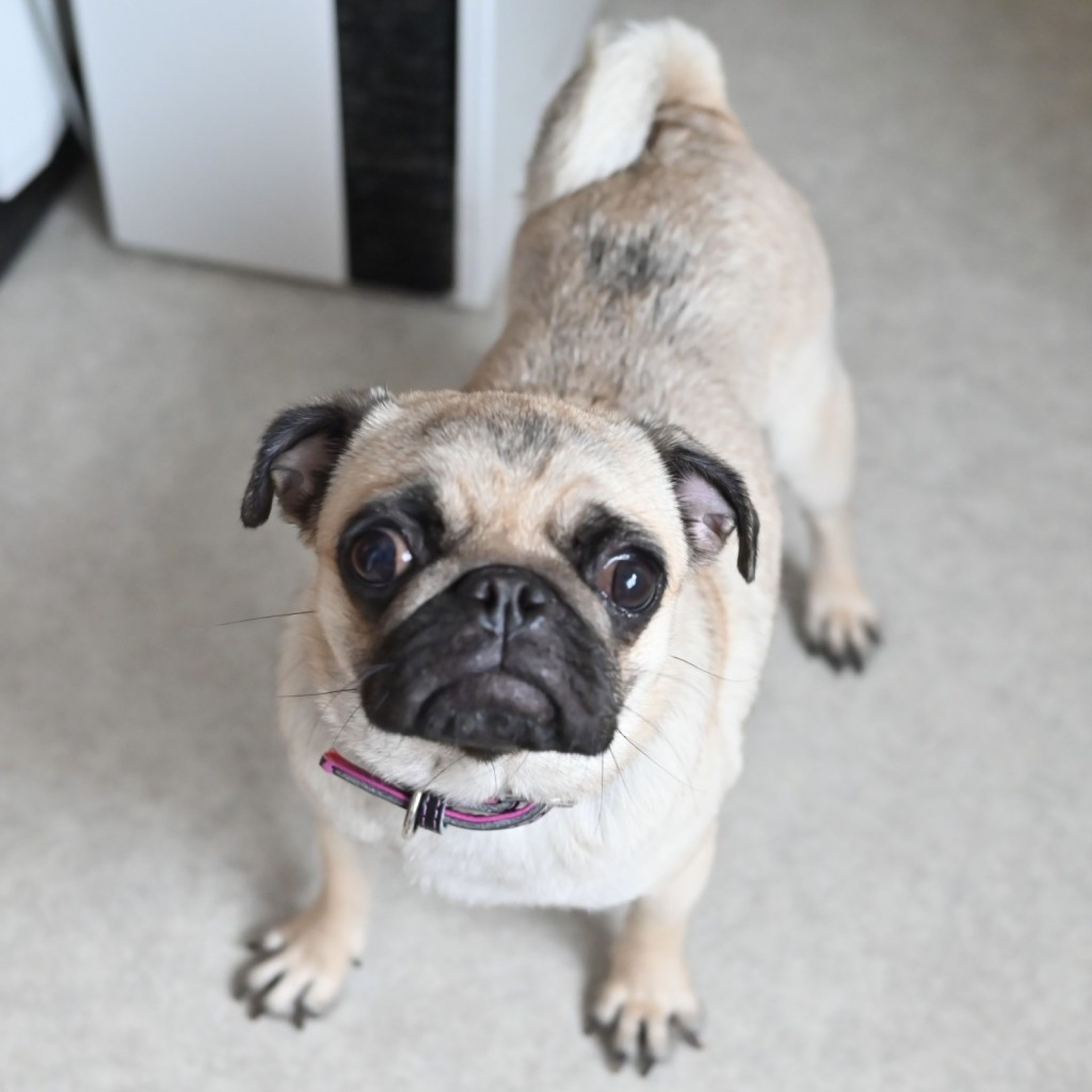 pet-image-5