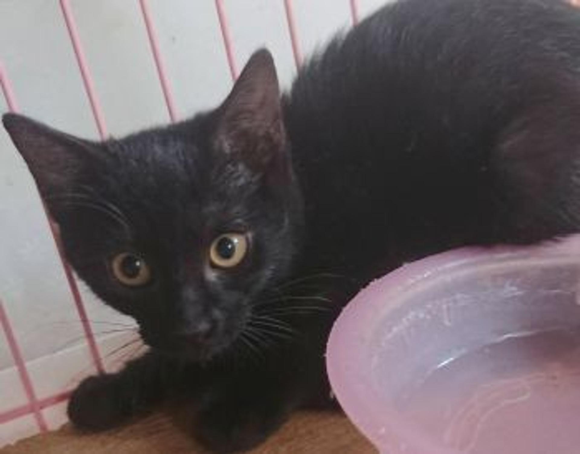 pet-image-3