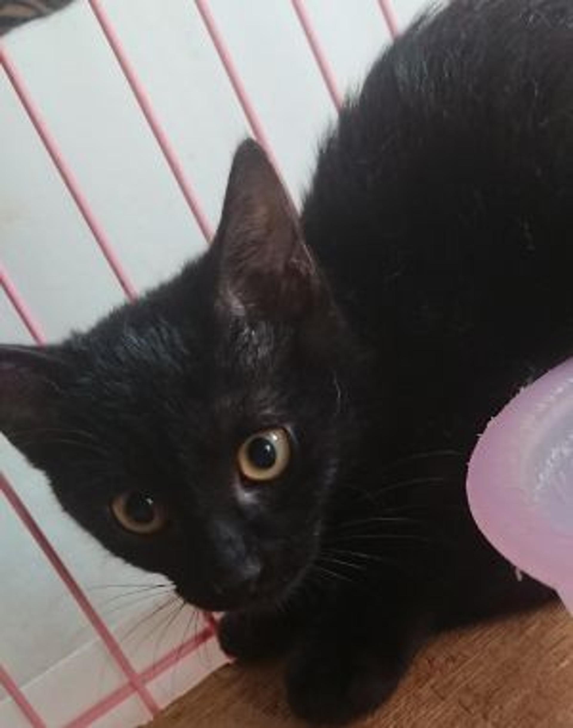 pet-image-4