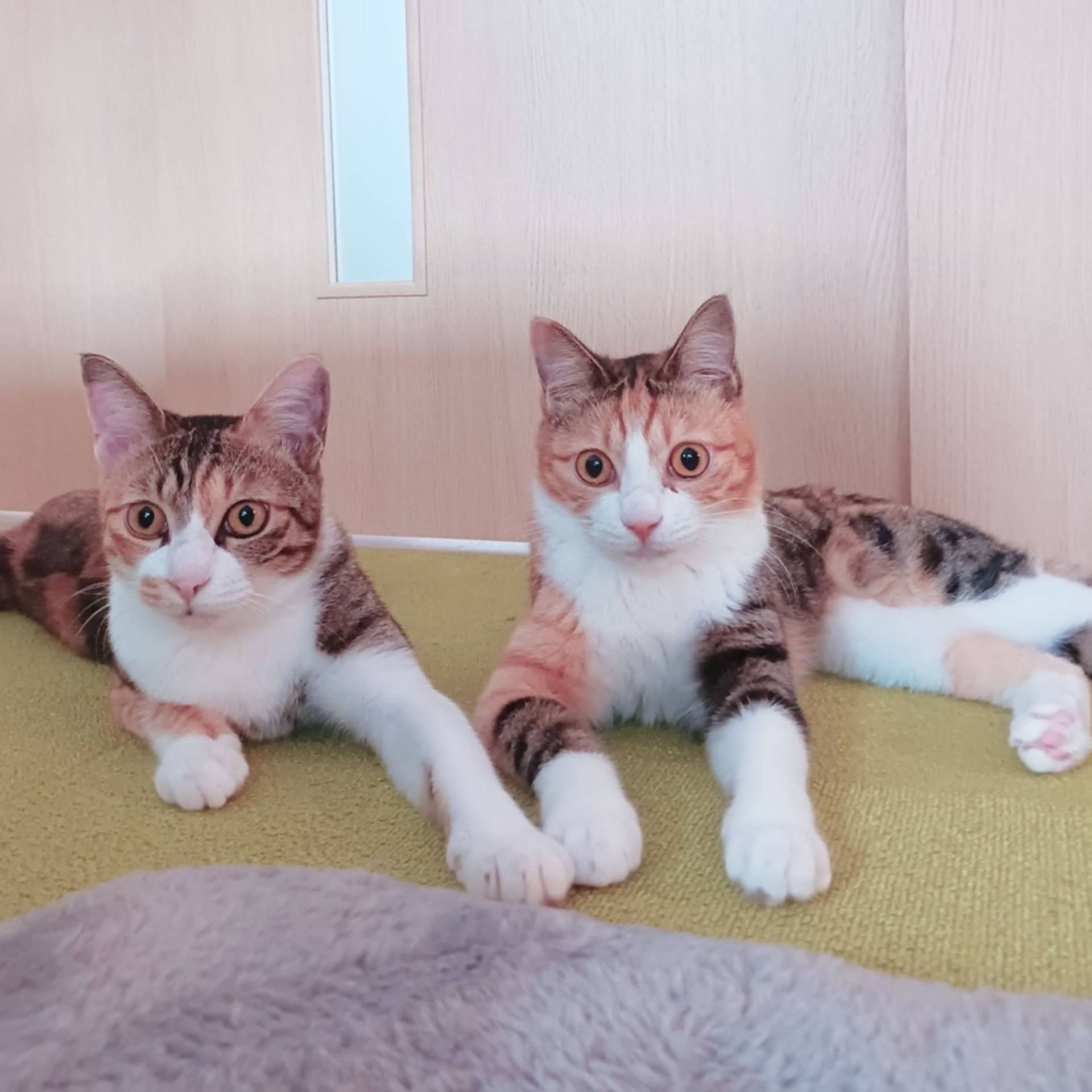 雑種（ミックス猫）・メスの里親募集の写真