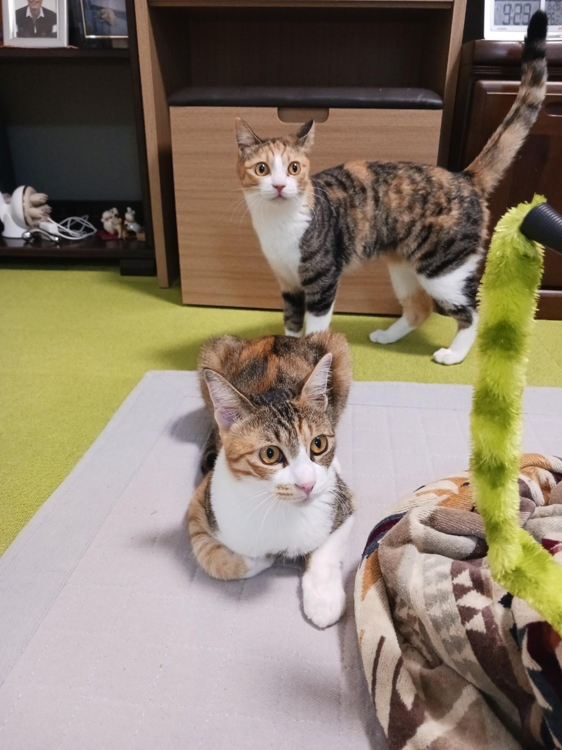 pet-image-9