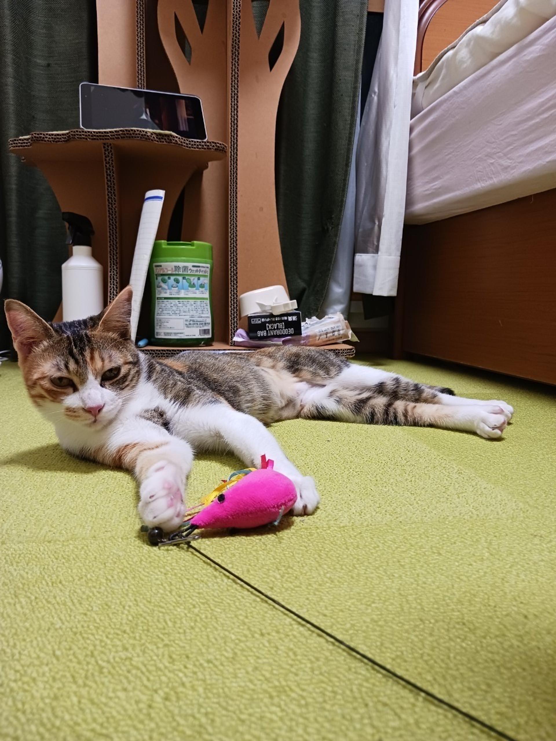 pet-image-6