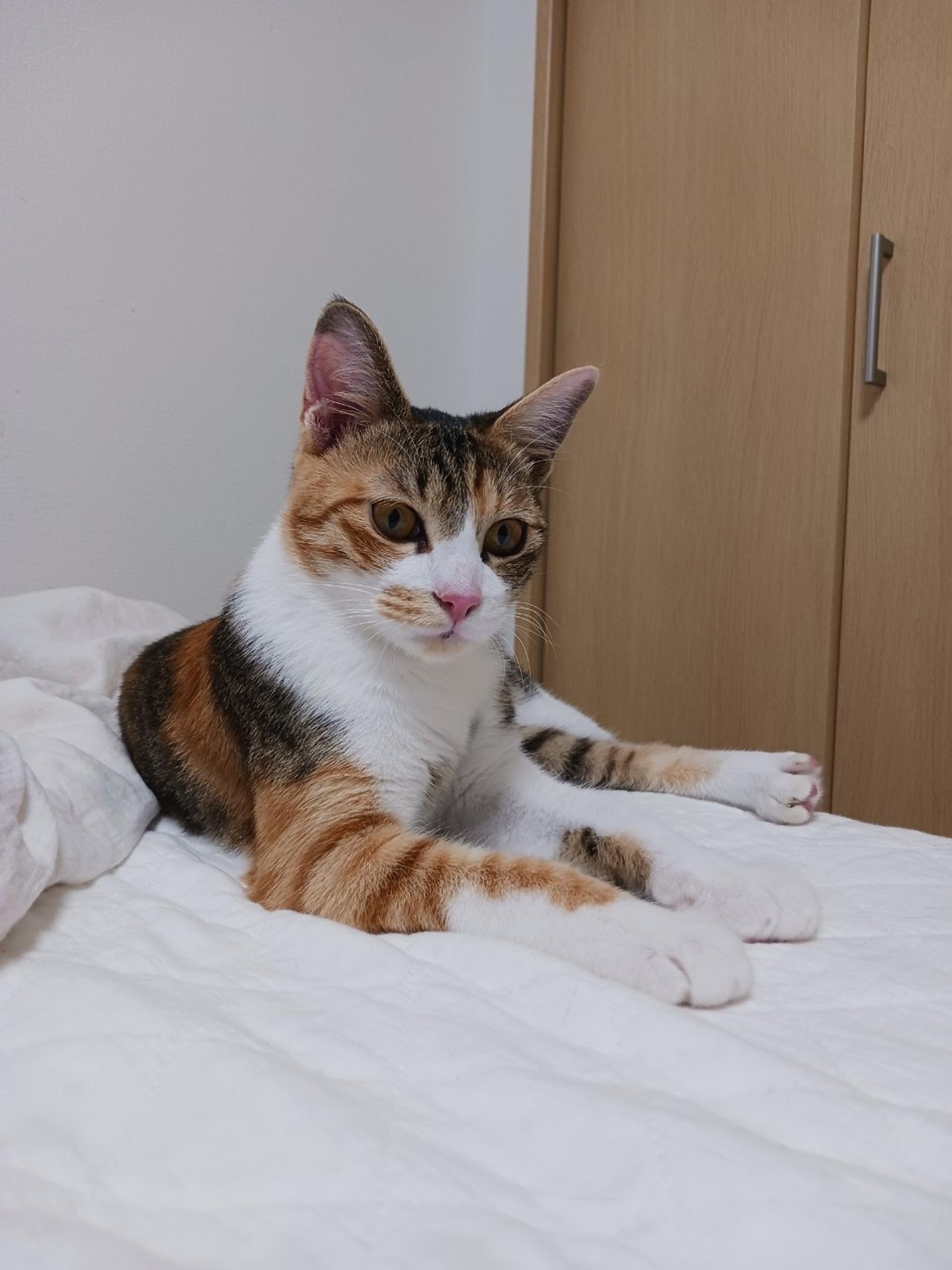 pet-image-7