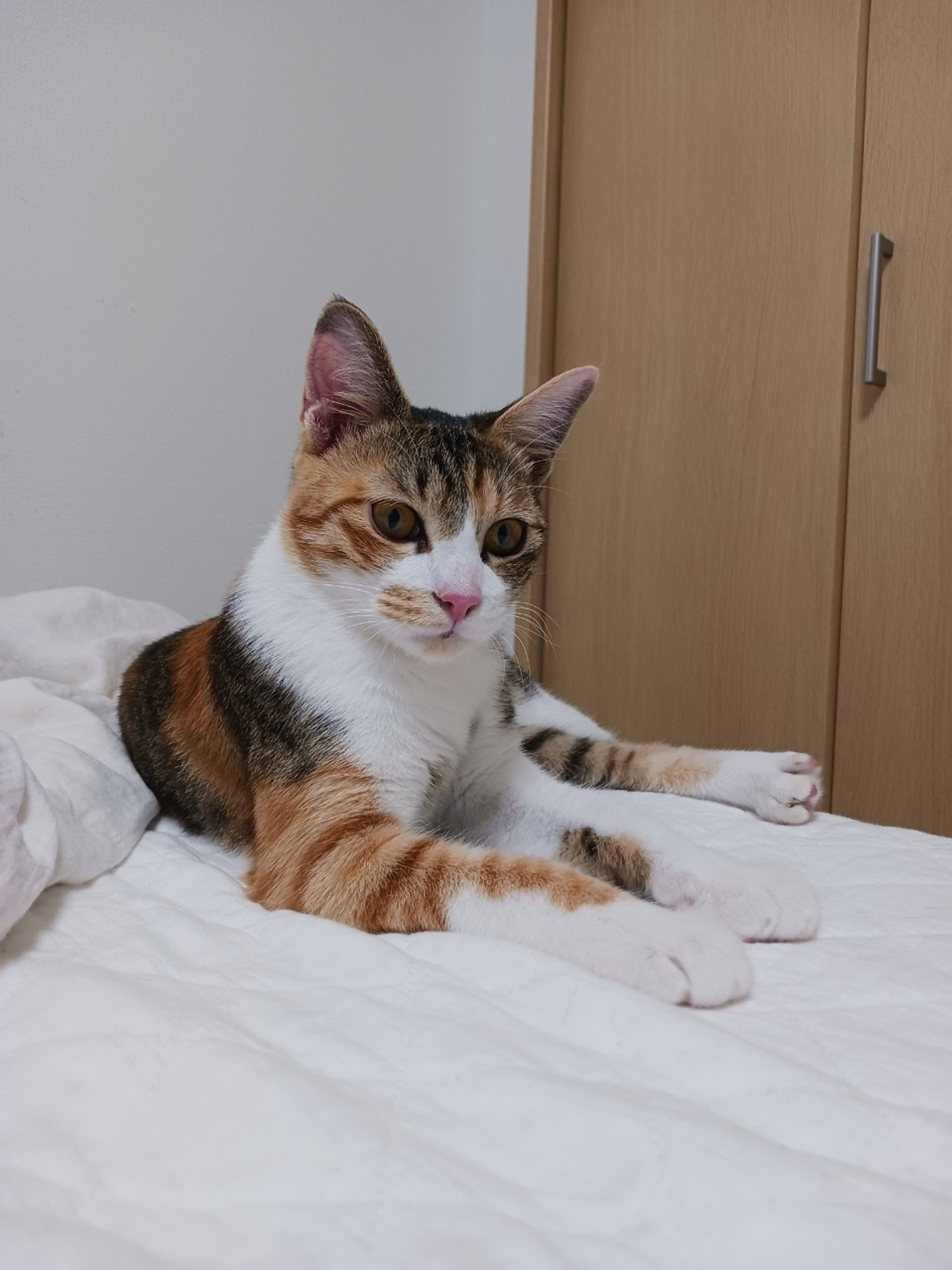 pet-image-7