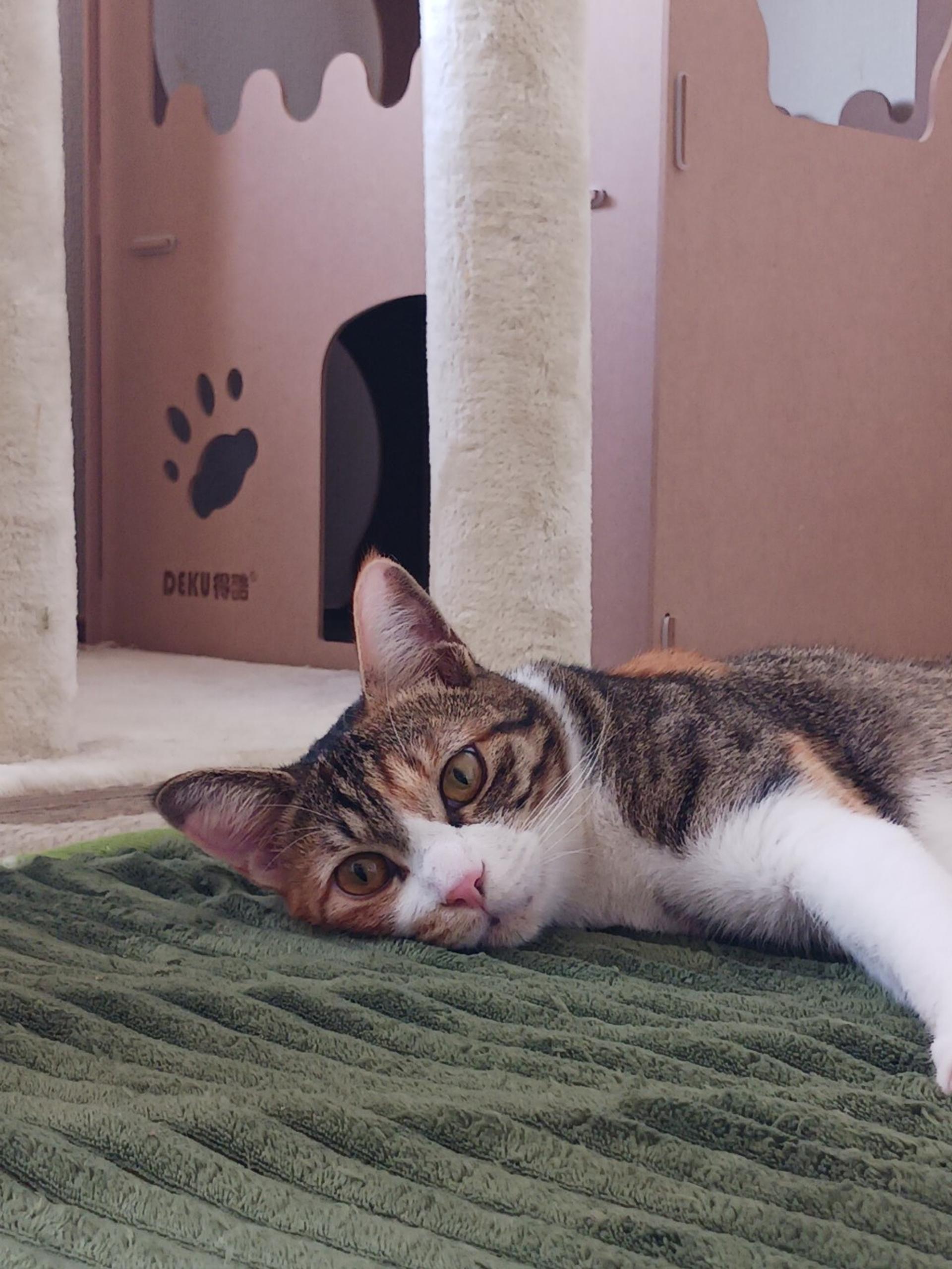 pet-image-3