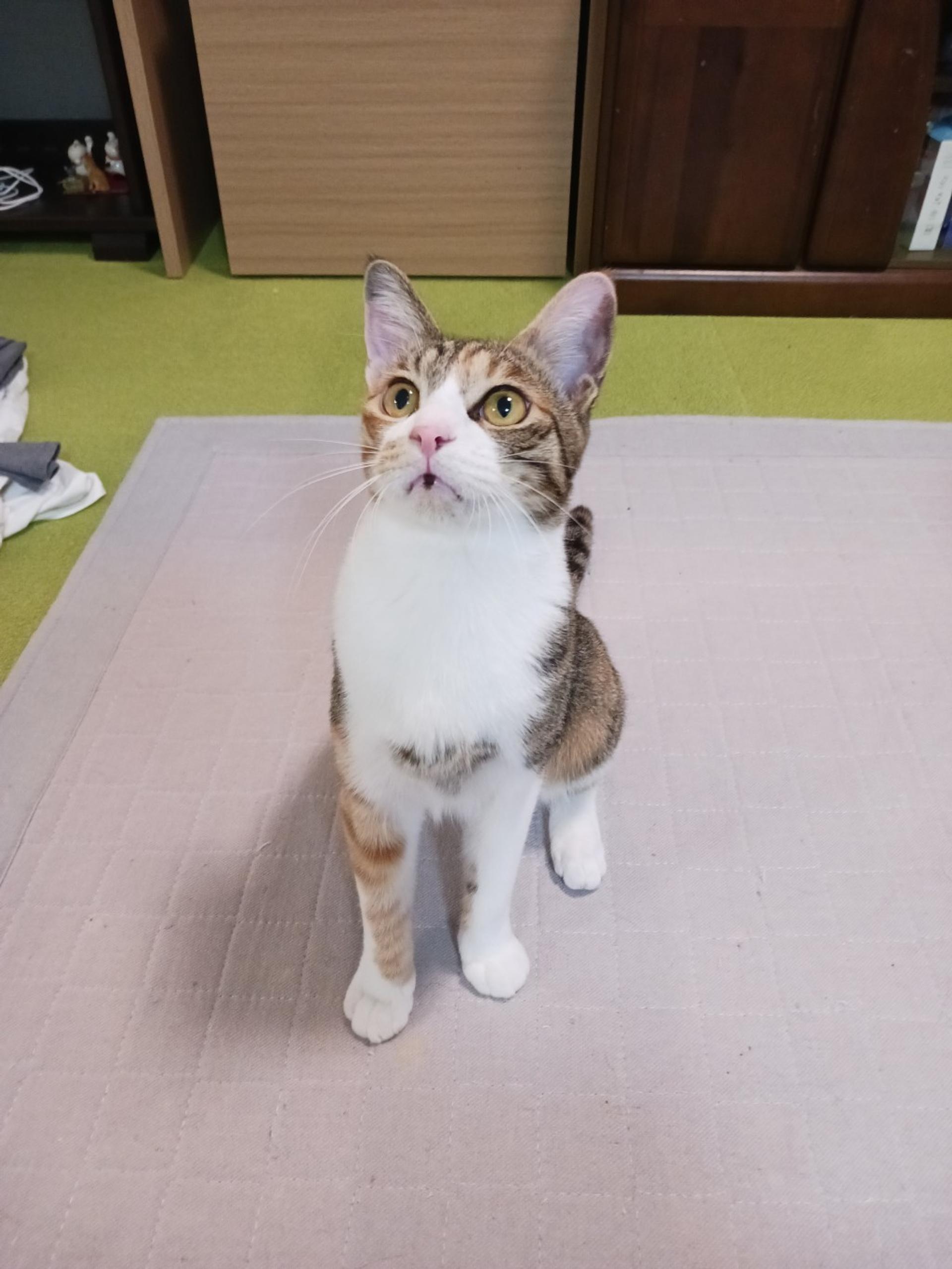 pet-image-2
