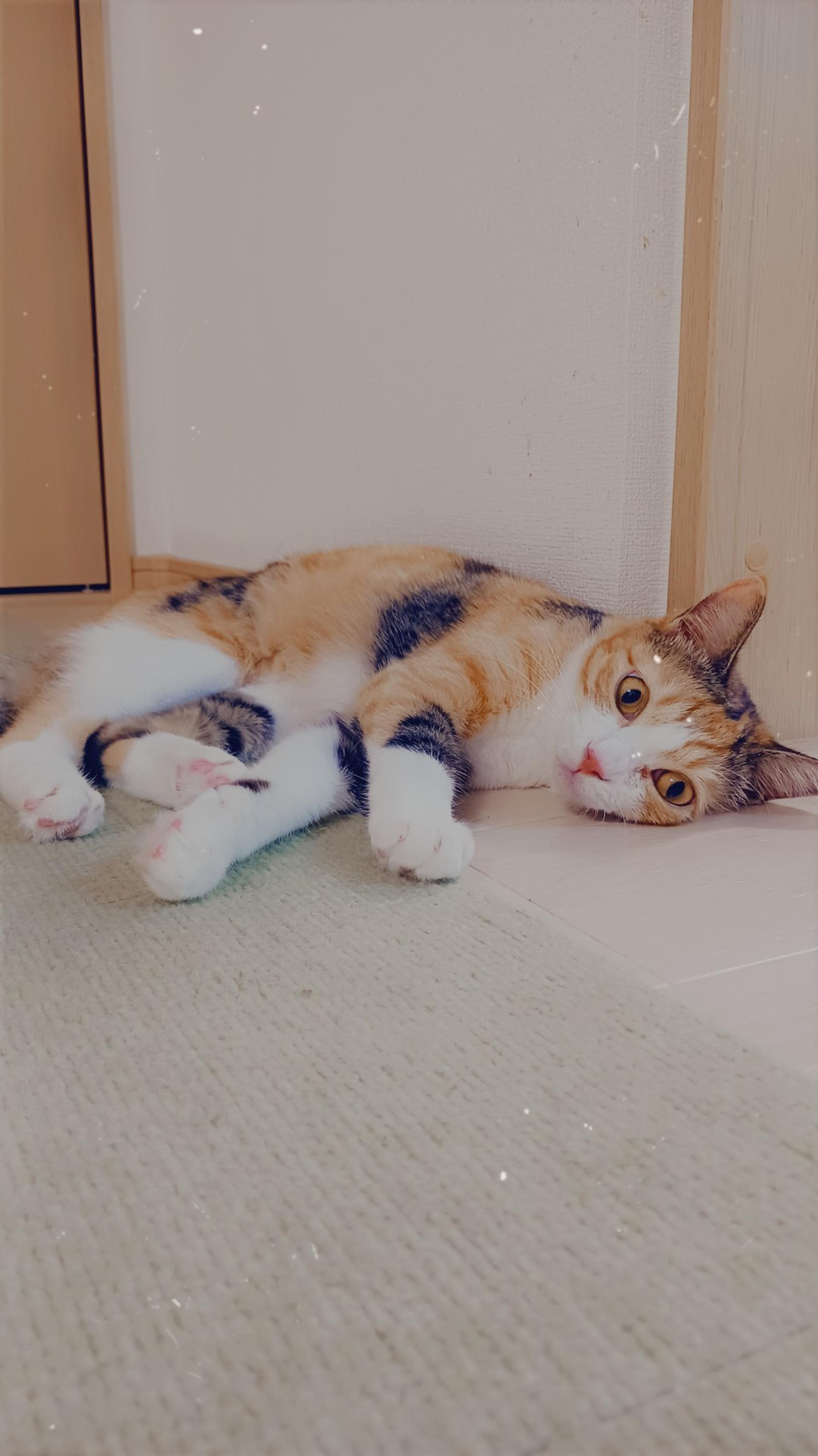 pet-image-2