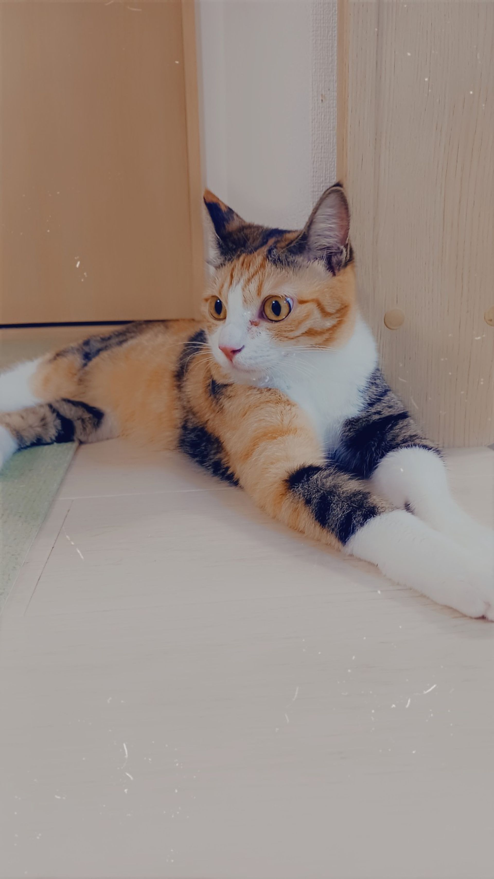 雑種（ミックス猫）・メスの里親募集の写真