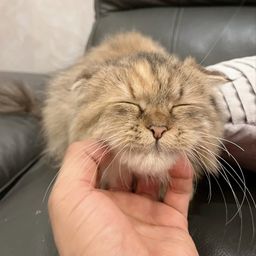 thumb-0
