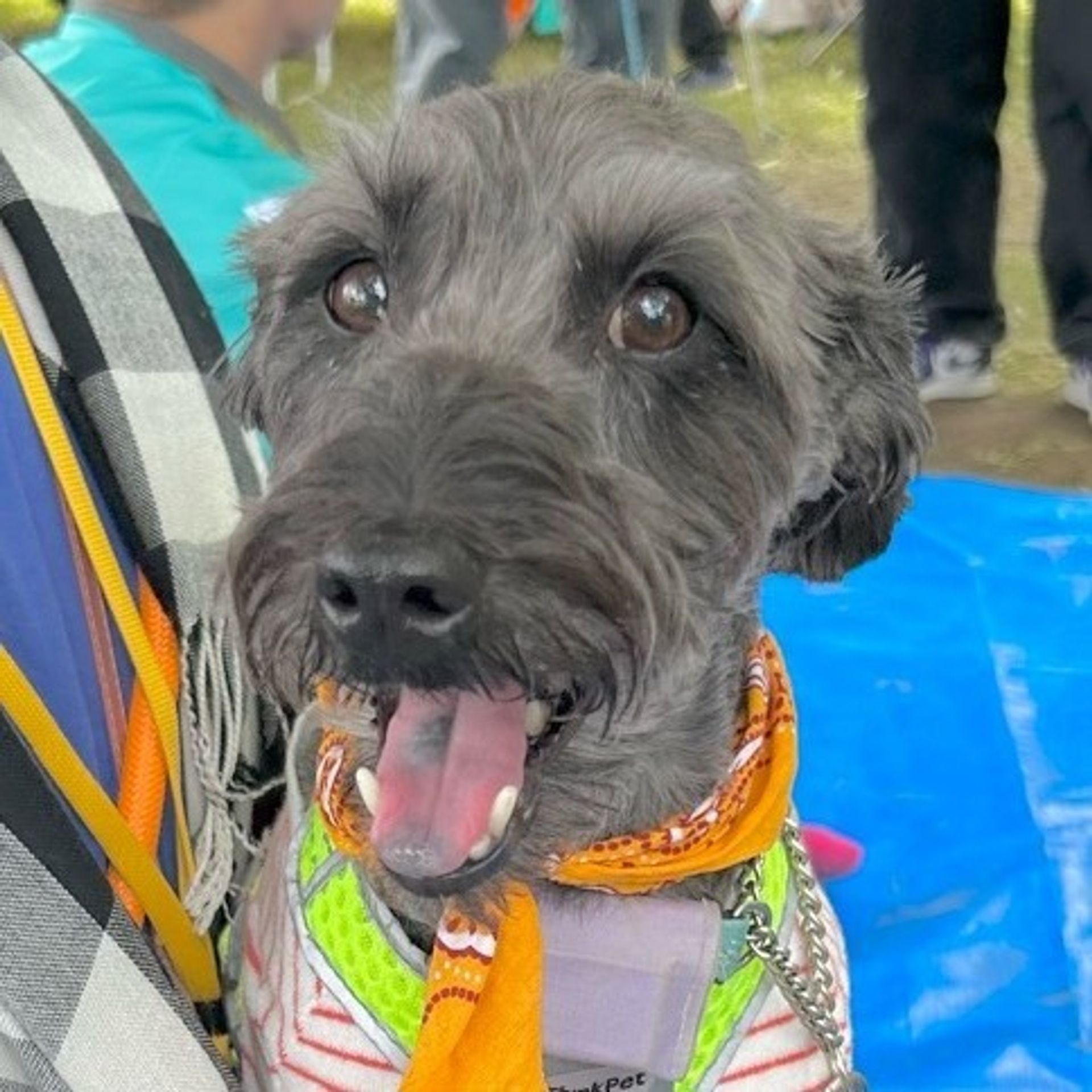 雑種（ミックス犬）・オスの里親募集の写真