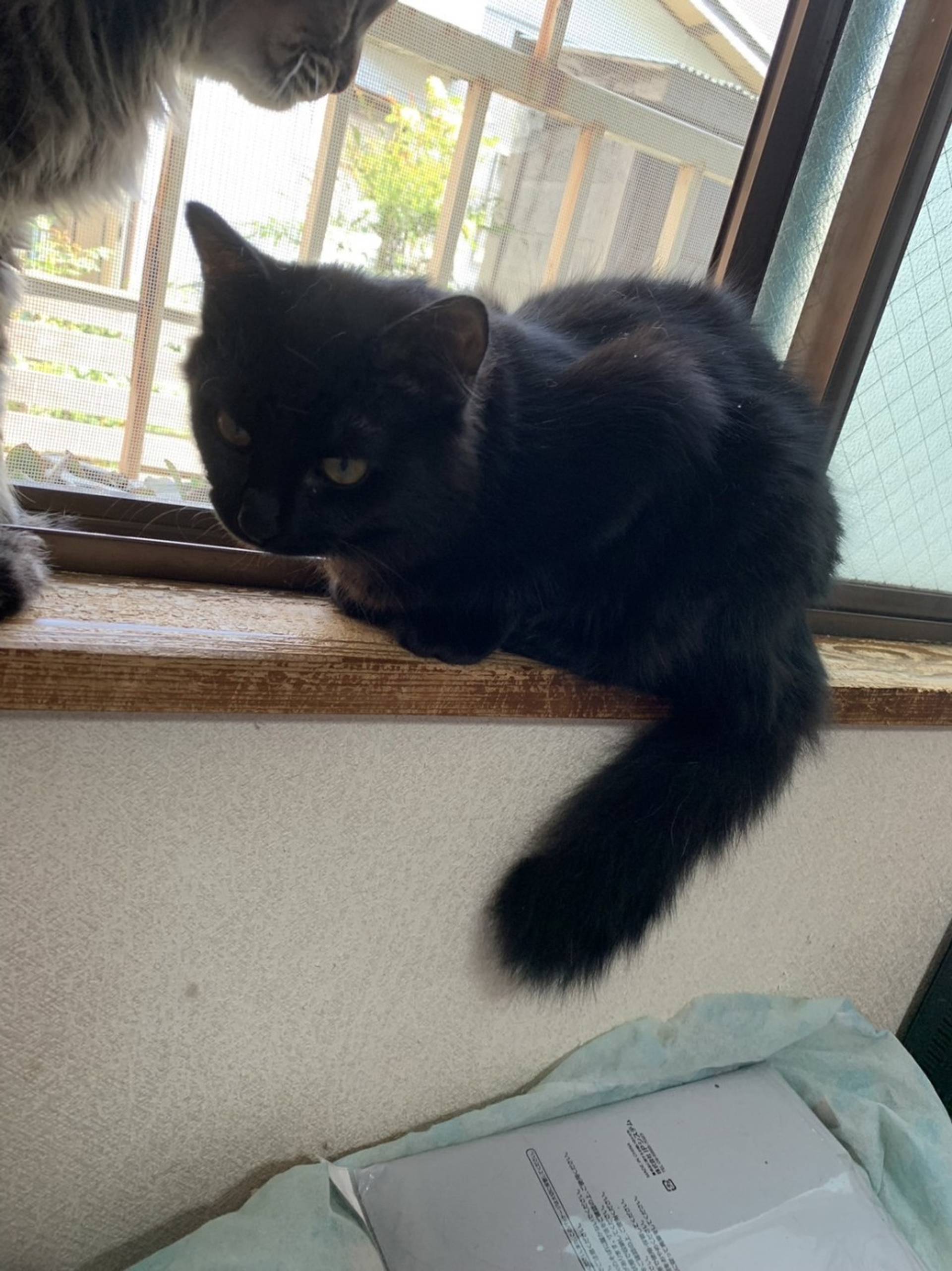 雑種（ミックス猫）・オスの里親募集の写真