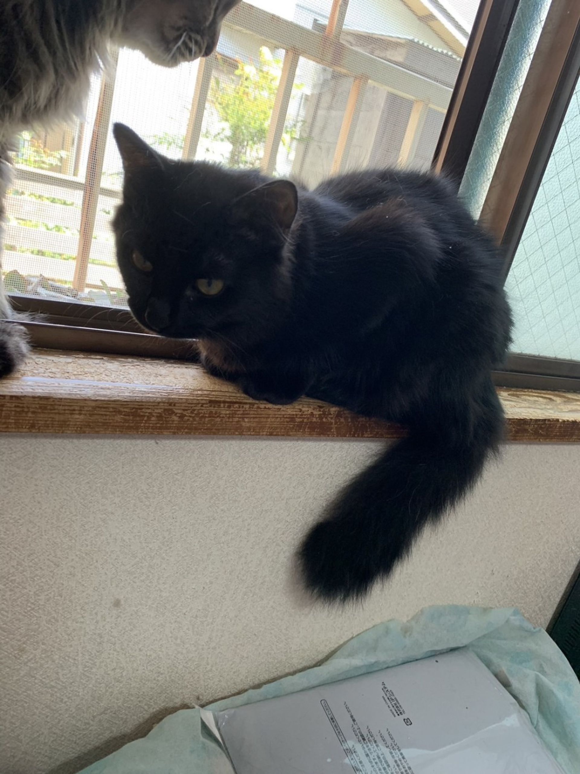 雑種（ミックス猫）・オスの里親募集の写真