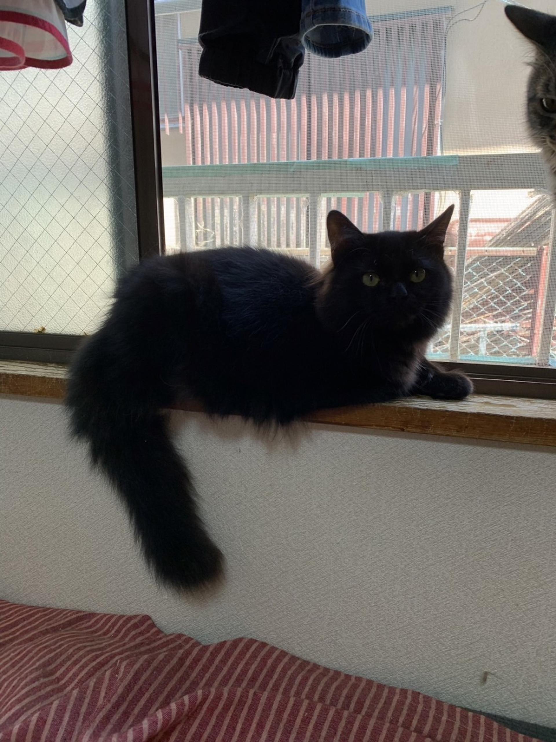 pet-image-2