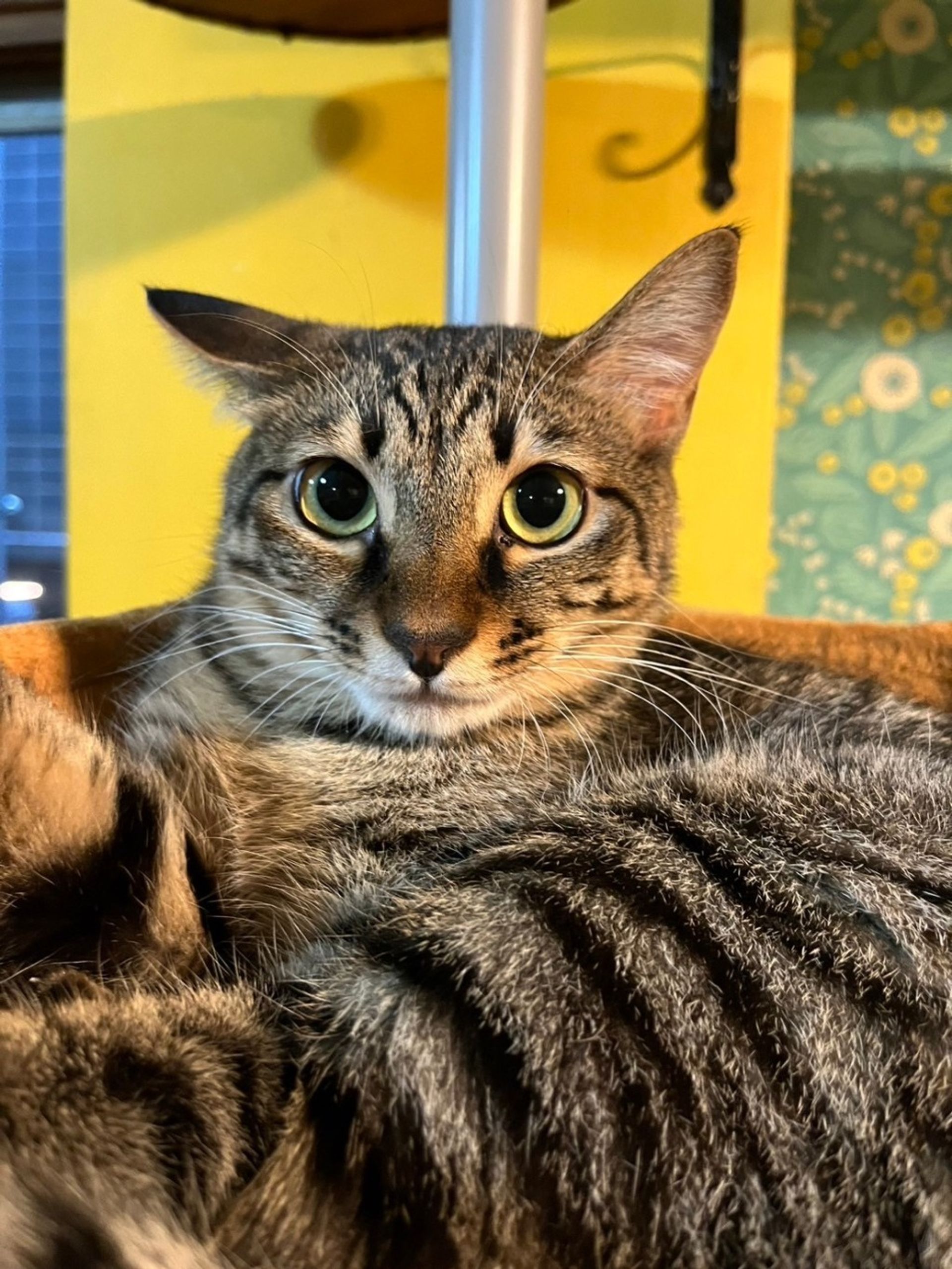 雑種（ミックス猫）・メスの里親募集の写真