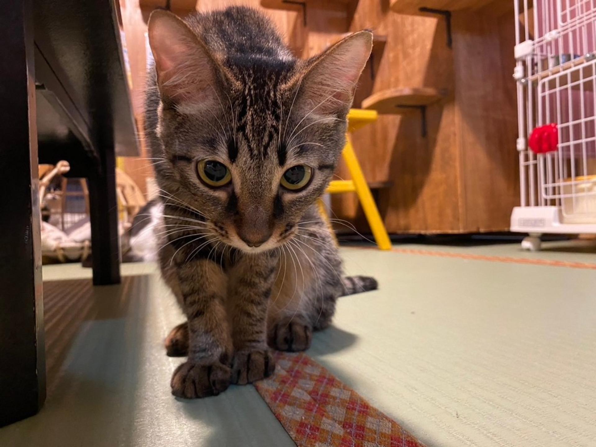 pet-image-4
