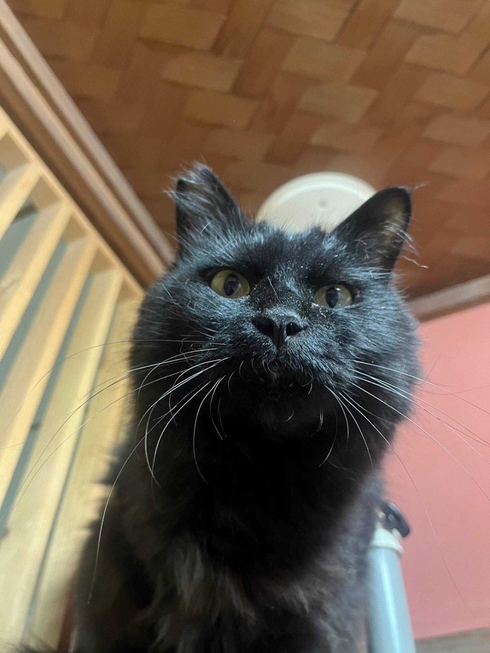 雑種（ミックス猫）・オスの里親募集の写真
