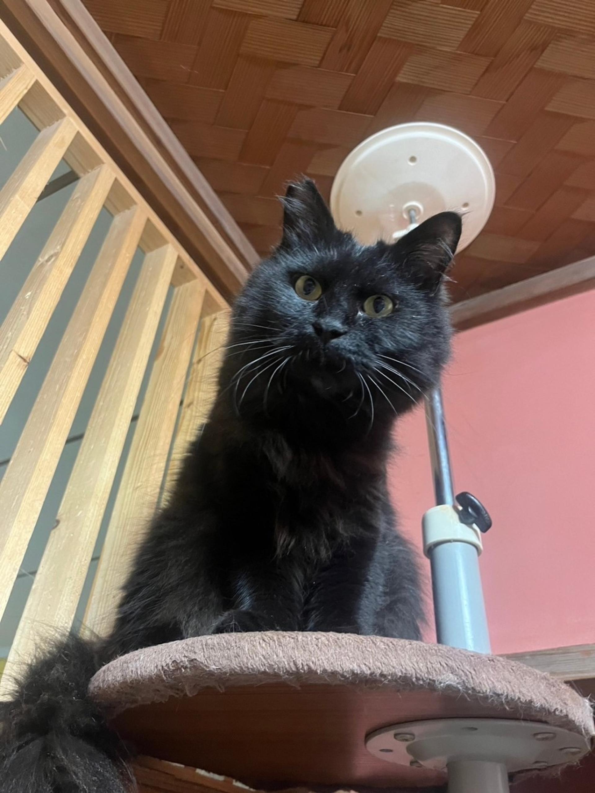 pet-image-4