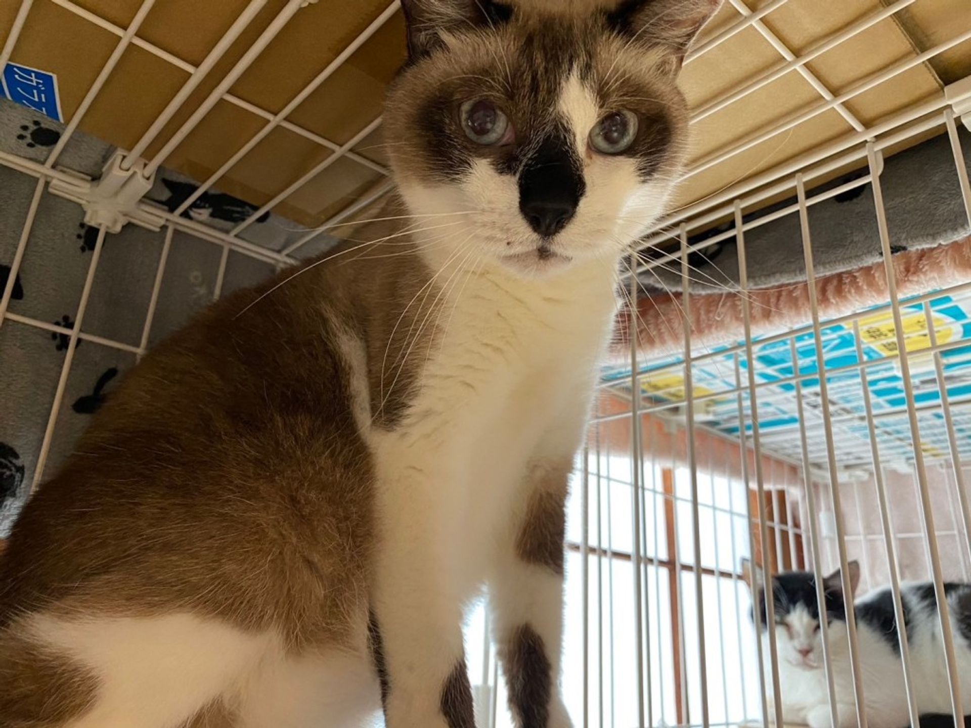 雑種（ミックス猫）・オスの里親募集の写真