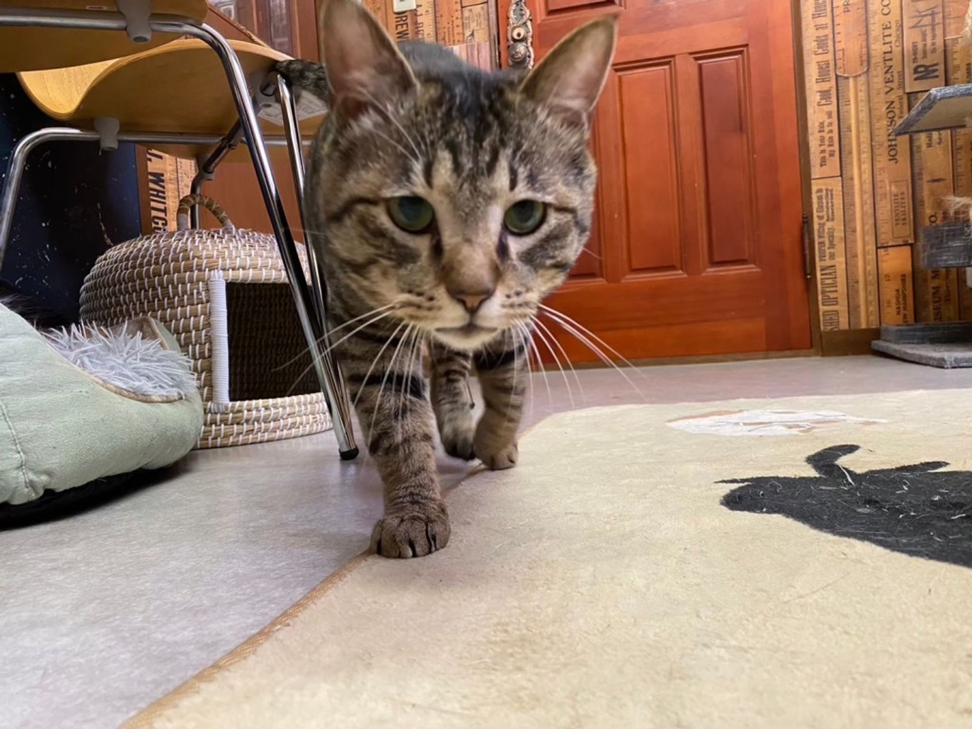 雑種（ミックス猫）・オスの里親募集の写真