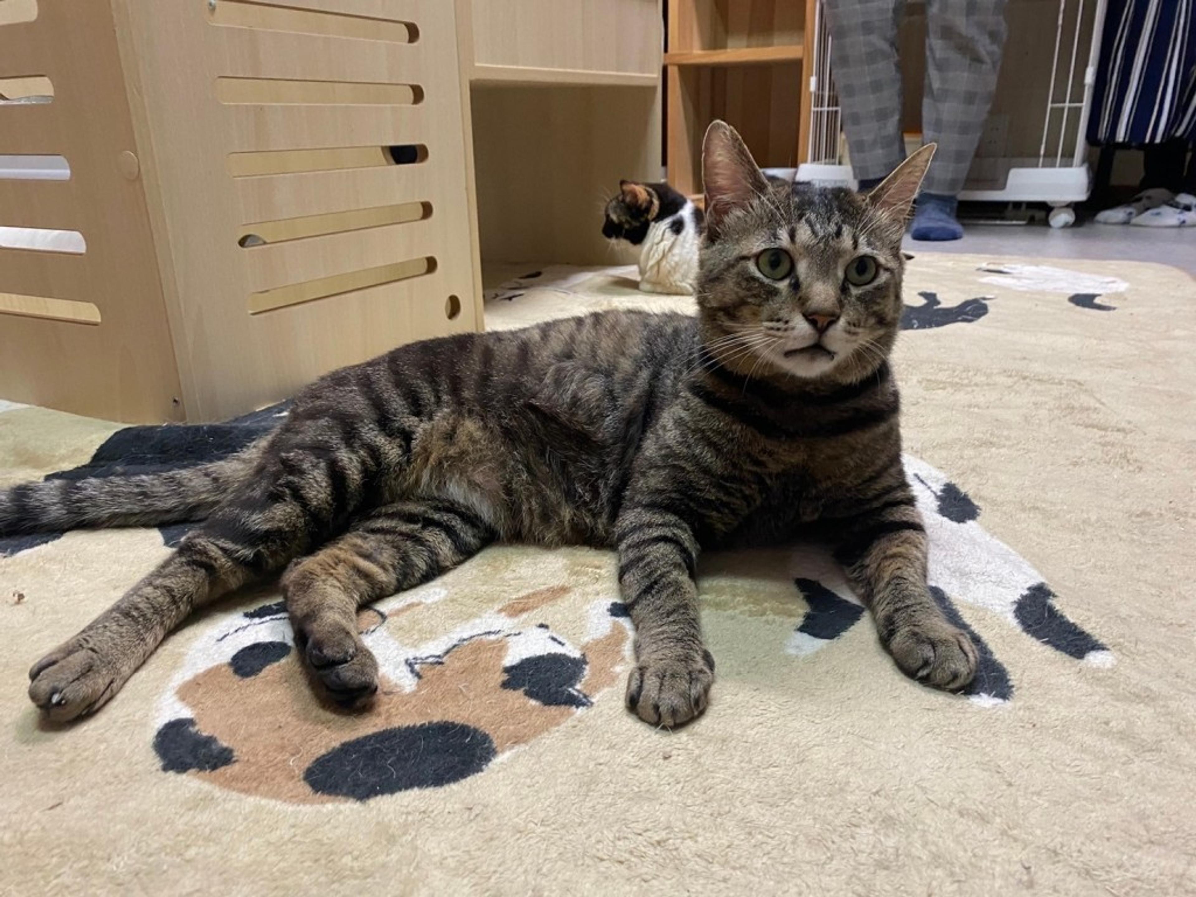 pet-image-2