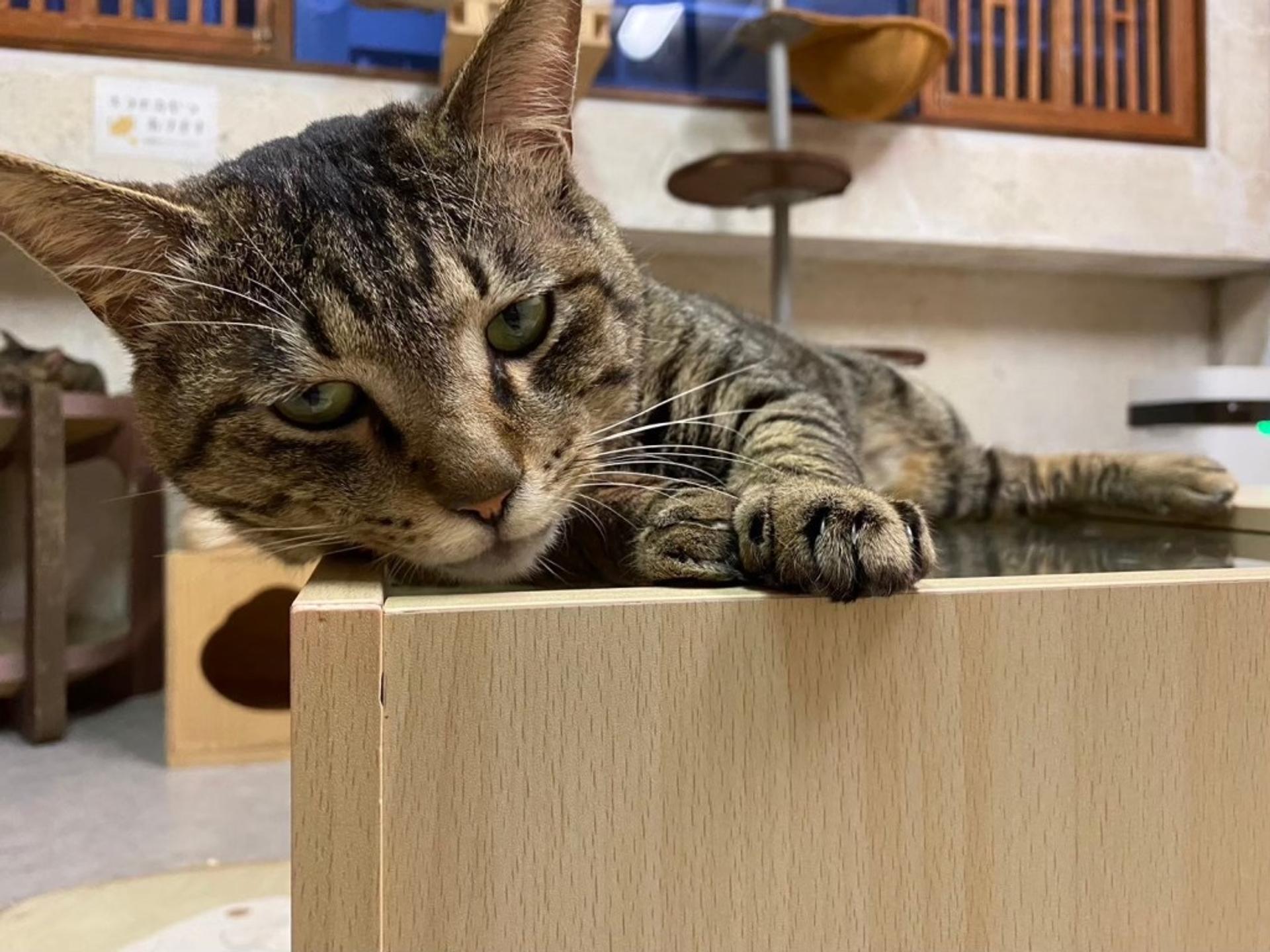 pet-image-3
