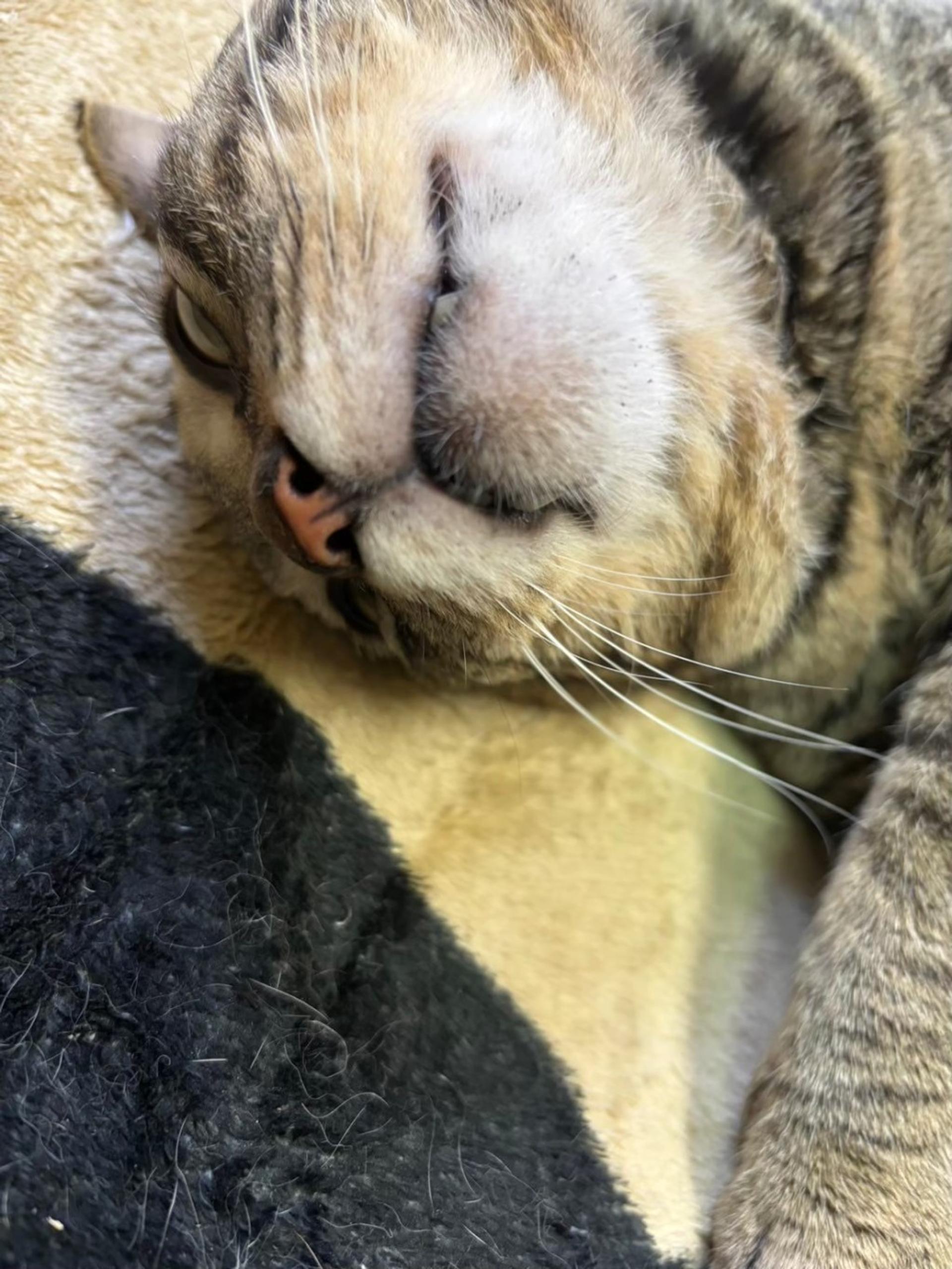 pet-image-4