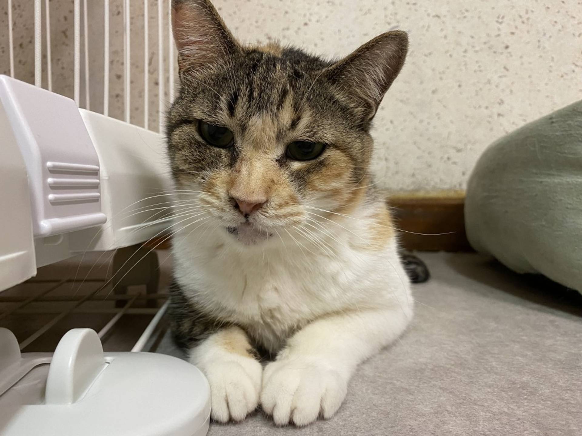 雑種（ミックス猫）・メスの里親募集の写真